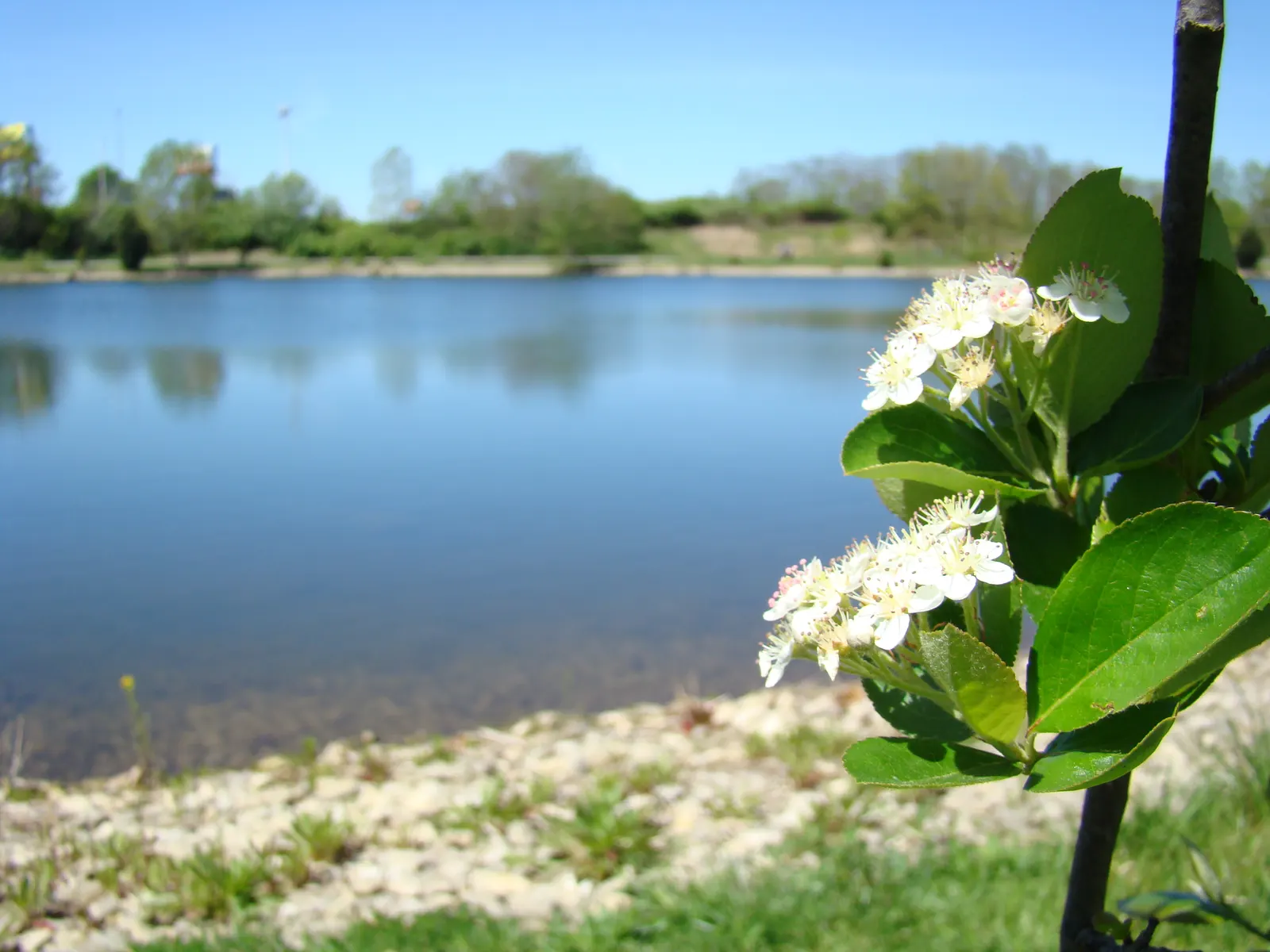 Black Chokeberry (Aronia Melanocarpa) — Typically reaching heights of 3 to 6 feet with a similar spread; is a robust and versatile deciduous shrub well-suited