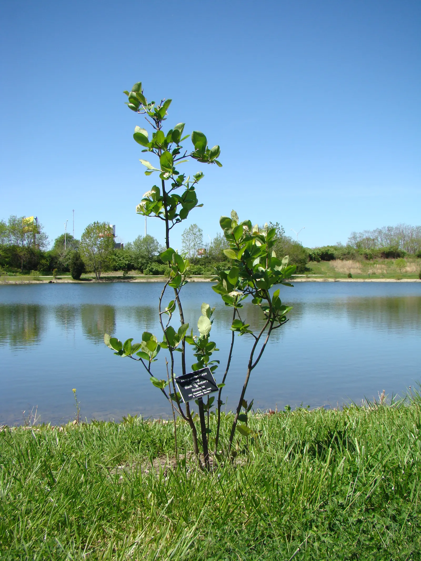 Black Chokeberry (Aronia Melanocarpa) — it displays clusters of fragrant white flowers in spring and lustrous; deep purple-black berries, image 55