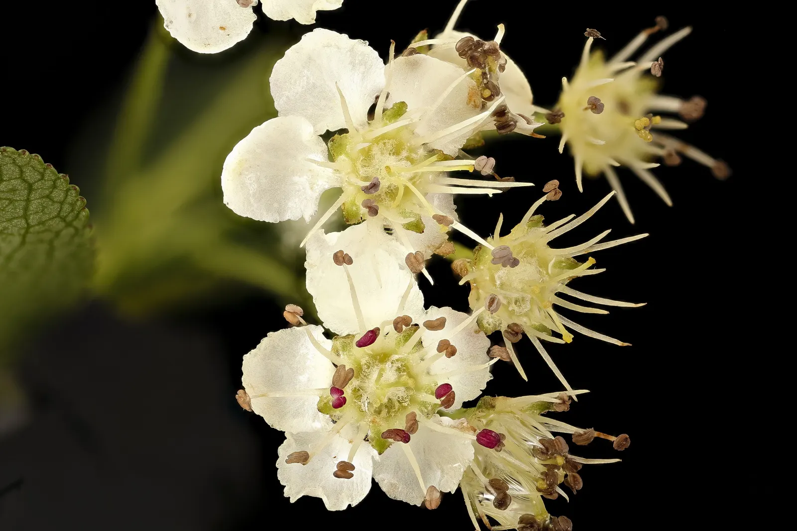 Black Chokeberry (Aronia Melanocarpa) — measuring approximately 1/4 to 1/3 inch in diameter