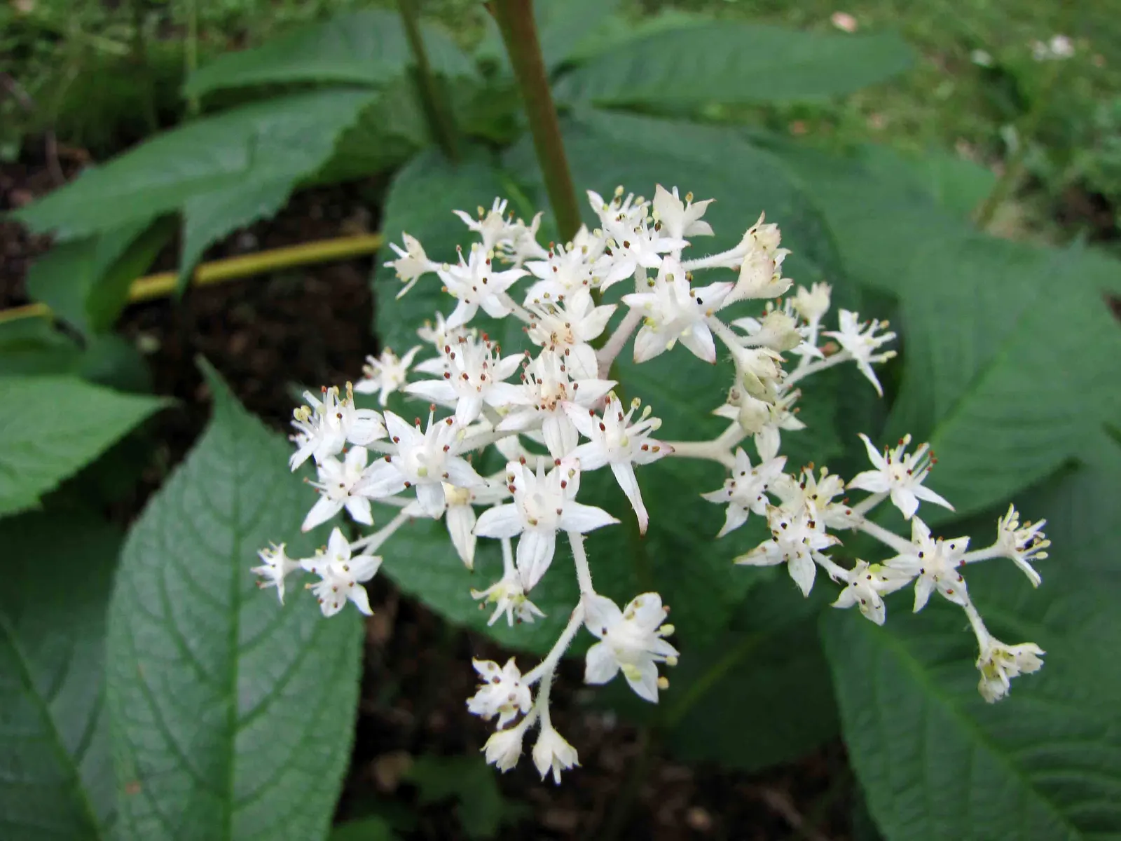 Fingerleaf Rodgersia (Rodgersia Aesculifolia) — this plant prefers a moist