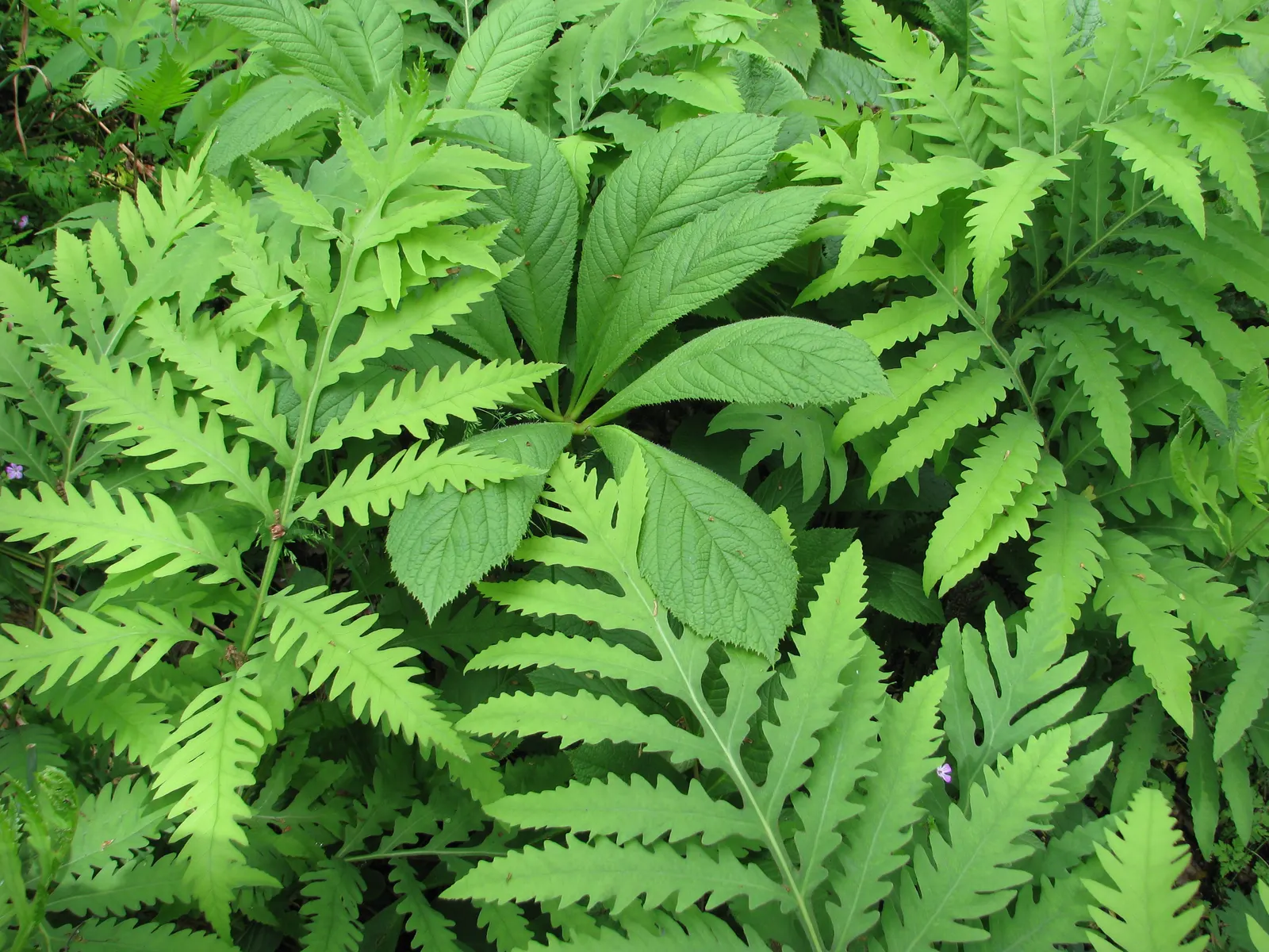 Fingerleaf Rodgersia (Rodgersia Aesculifolia) — these deep green leaves can develop bronze tints