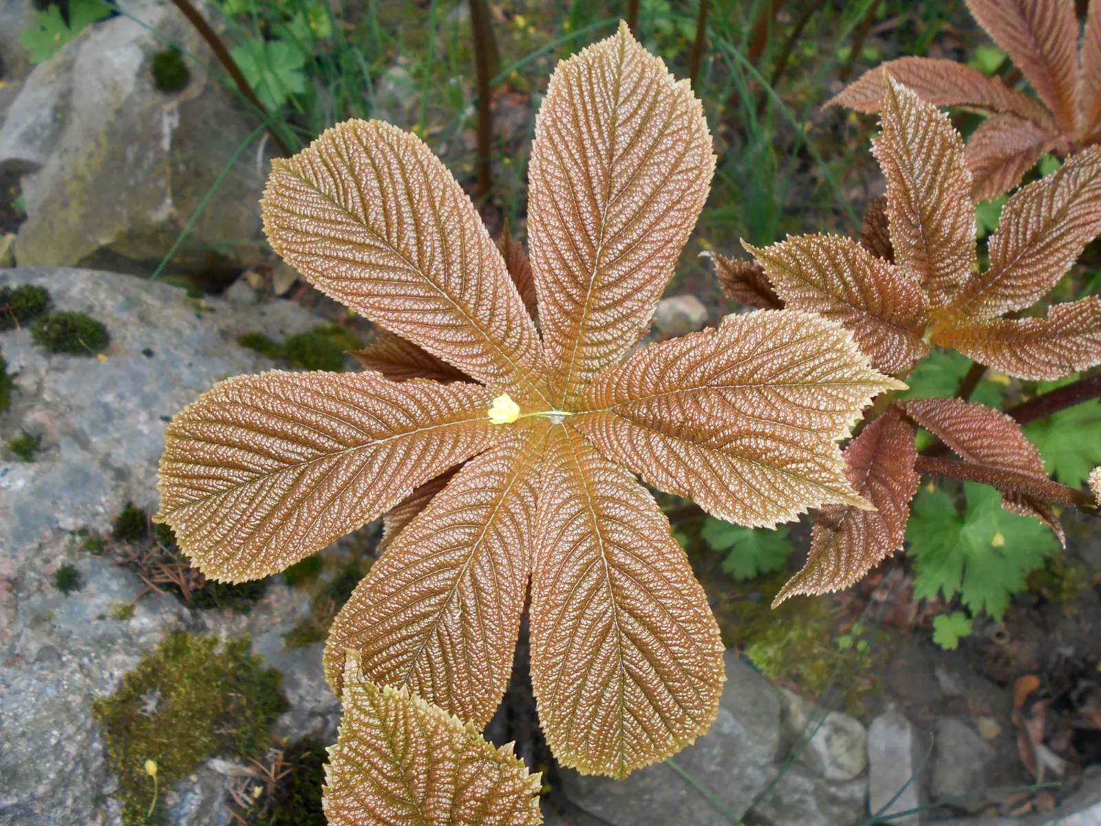 Fingerleaf Rodgersia (Rodgersia Aesculifolia) — to allow each plant to mature into its full