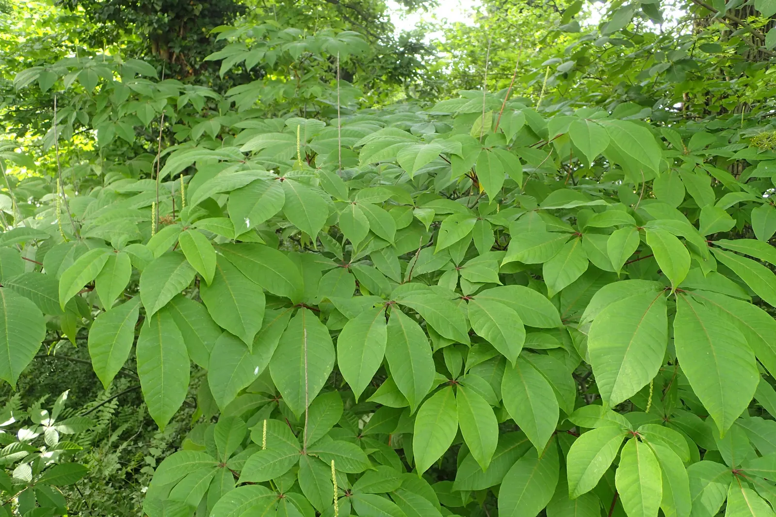 Fingerleaf Rodgersia (Rodgersia Aesculifolia) — During the spring and summer months