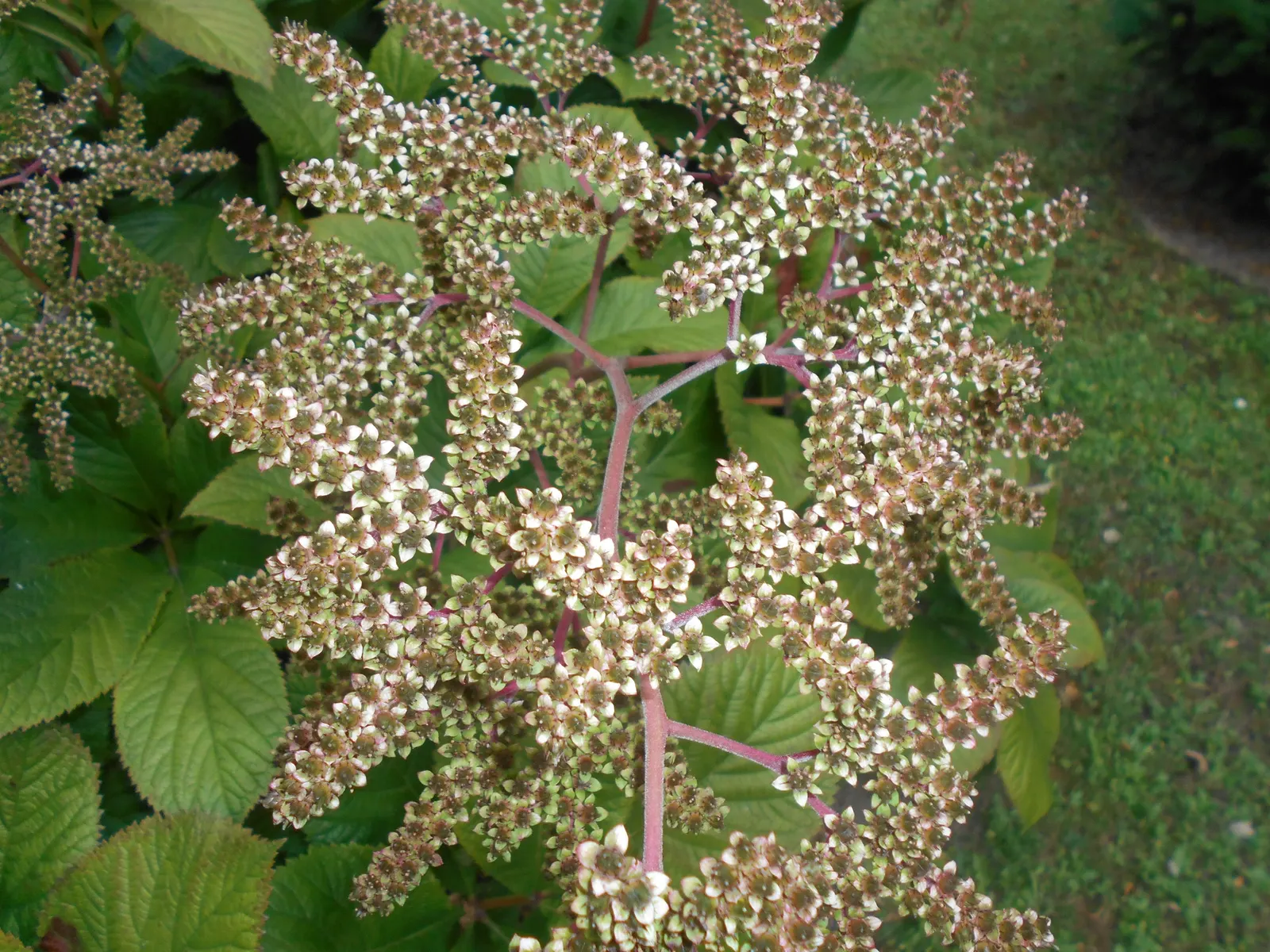 Fingerleaf Rodgersia (Rodgersia Aesculifolia) — this plant thrives in USDA hardiness zones 5 through 8