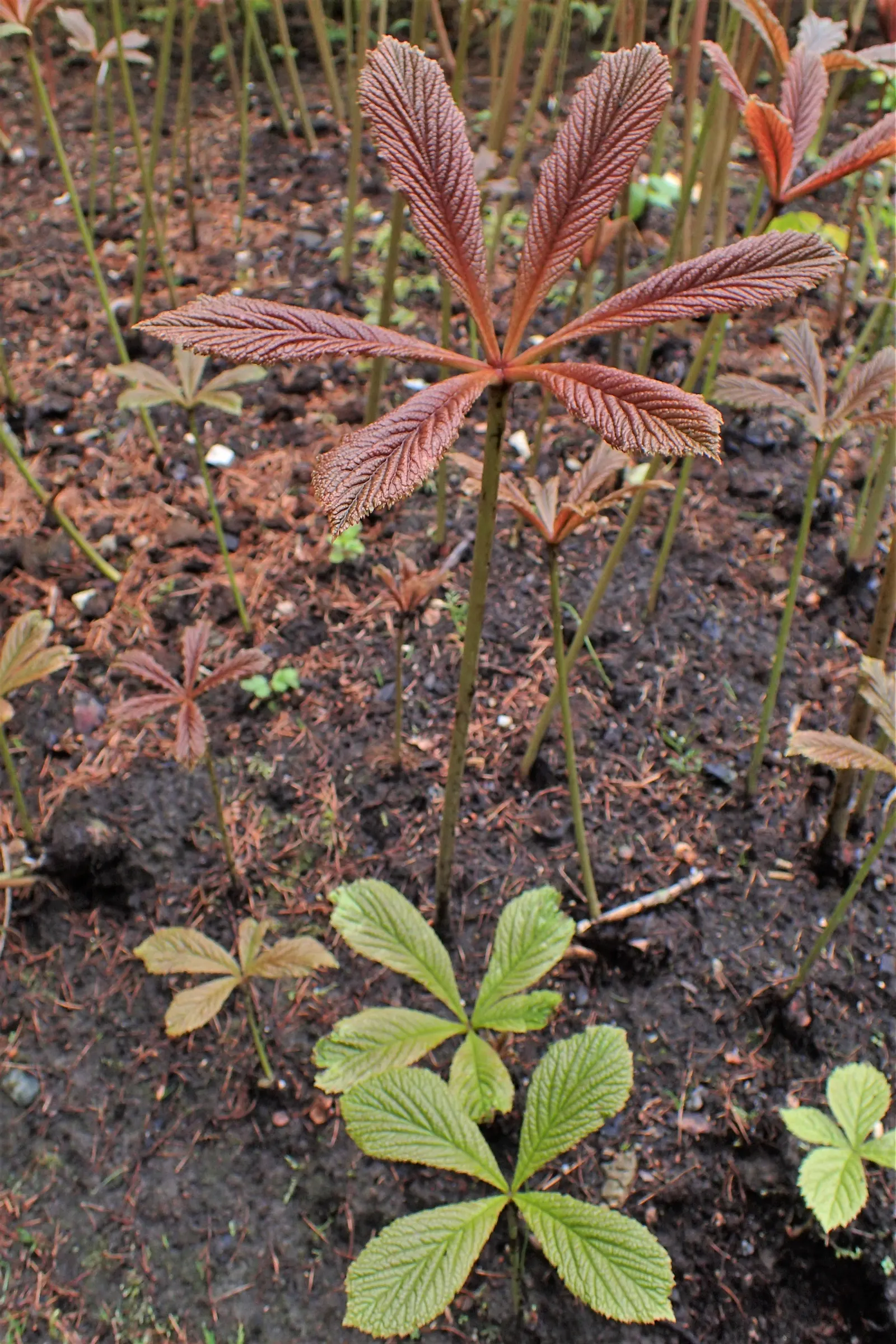 Fingerleaf Rodgersia (Rodgersia Aesculifolia) — and it should be situated in a location with partial to full shade