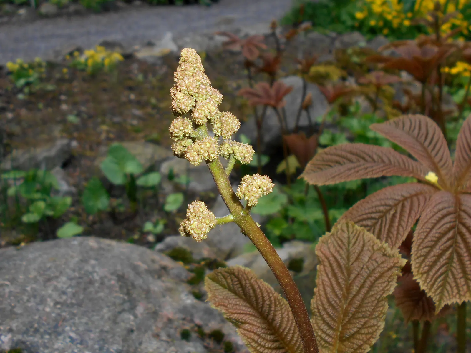 Fingerleaf Rodgersia (Rodgersia Aesculifolia) — creamy-pink or white flowers