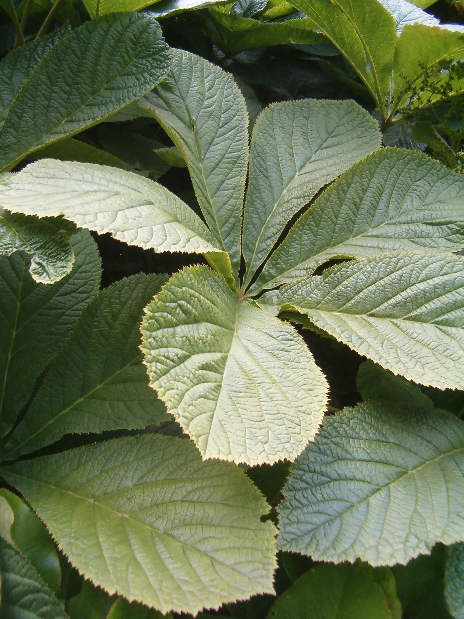Fingerleaf Rodgersia (Rodgersia Aesculifolia) — compound leaves that span up to 3 feet across
