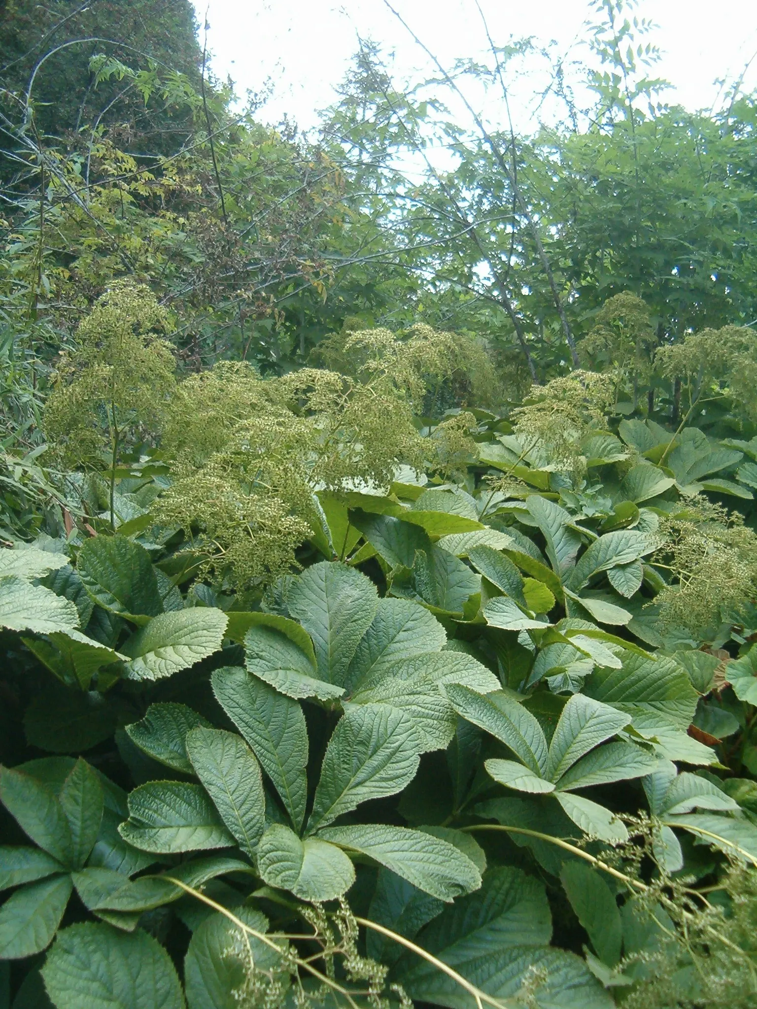 Fingerleaf Rodgersia (Rodgersia Aesculifolia) — is a striking perennial that adds a bold and exotic texture to shaded garden areas