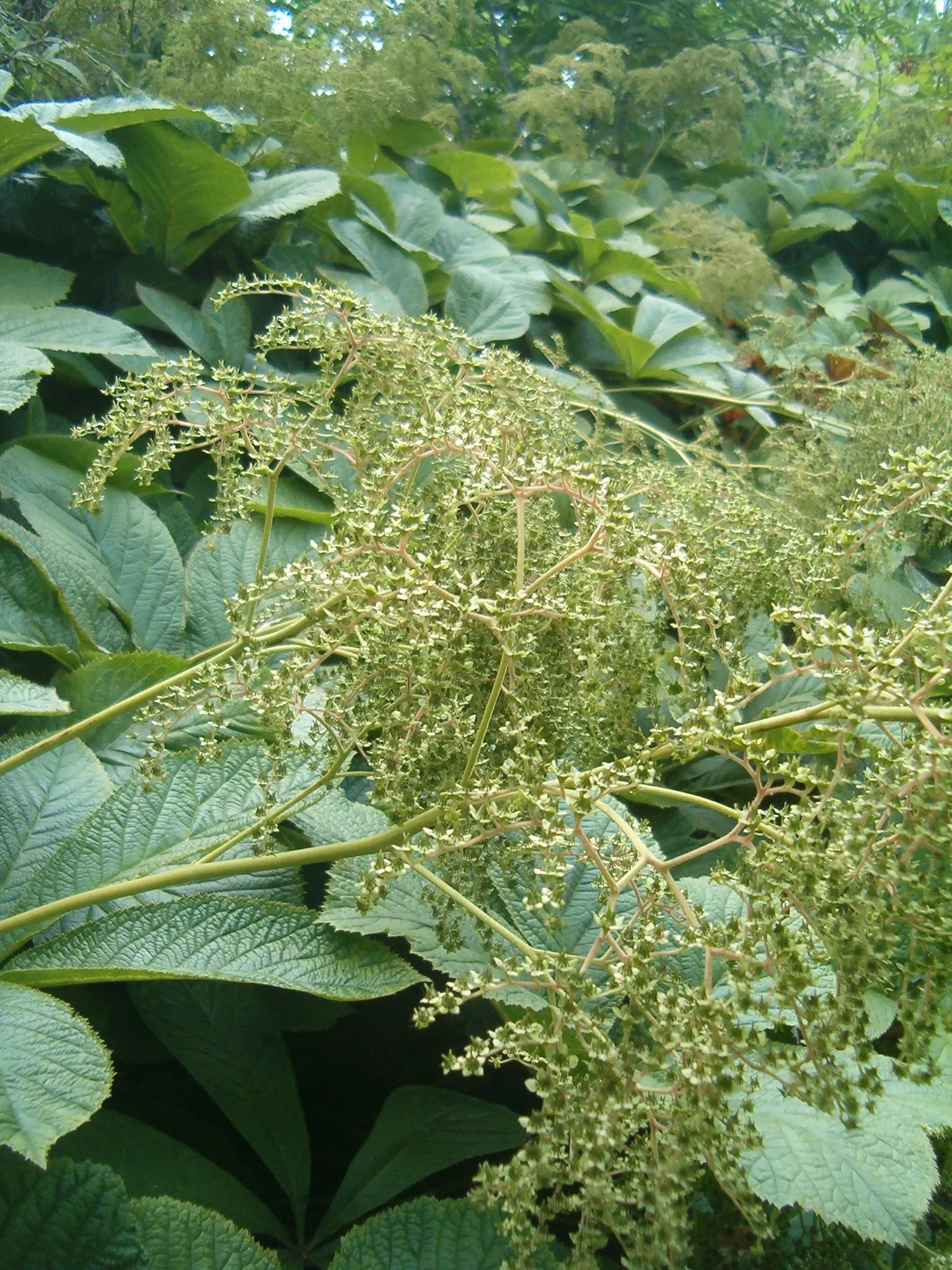 Fingerleaf Rodgersia (Rodgersia Aesculifolia) — well-draining soil rich in organic matter