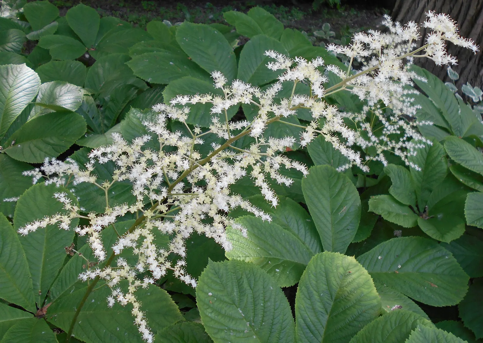 Fingerleaf Rodgersia (Rodgersia Aesculifolia) — making it a robust selection for many temperate landscapes.<br><br>The Fingerleaf Rodgersia boasts impressive