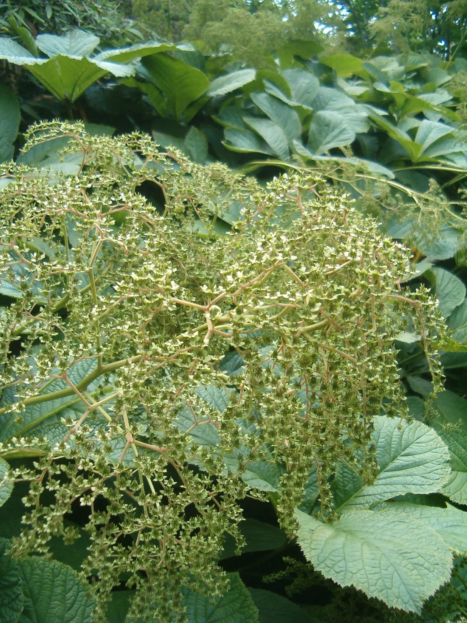 Fingerleaf Rodgersia (Rodgersia Aesculifolia) — is a striking herbaceous perennial with bold
