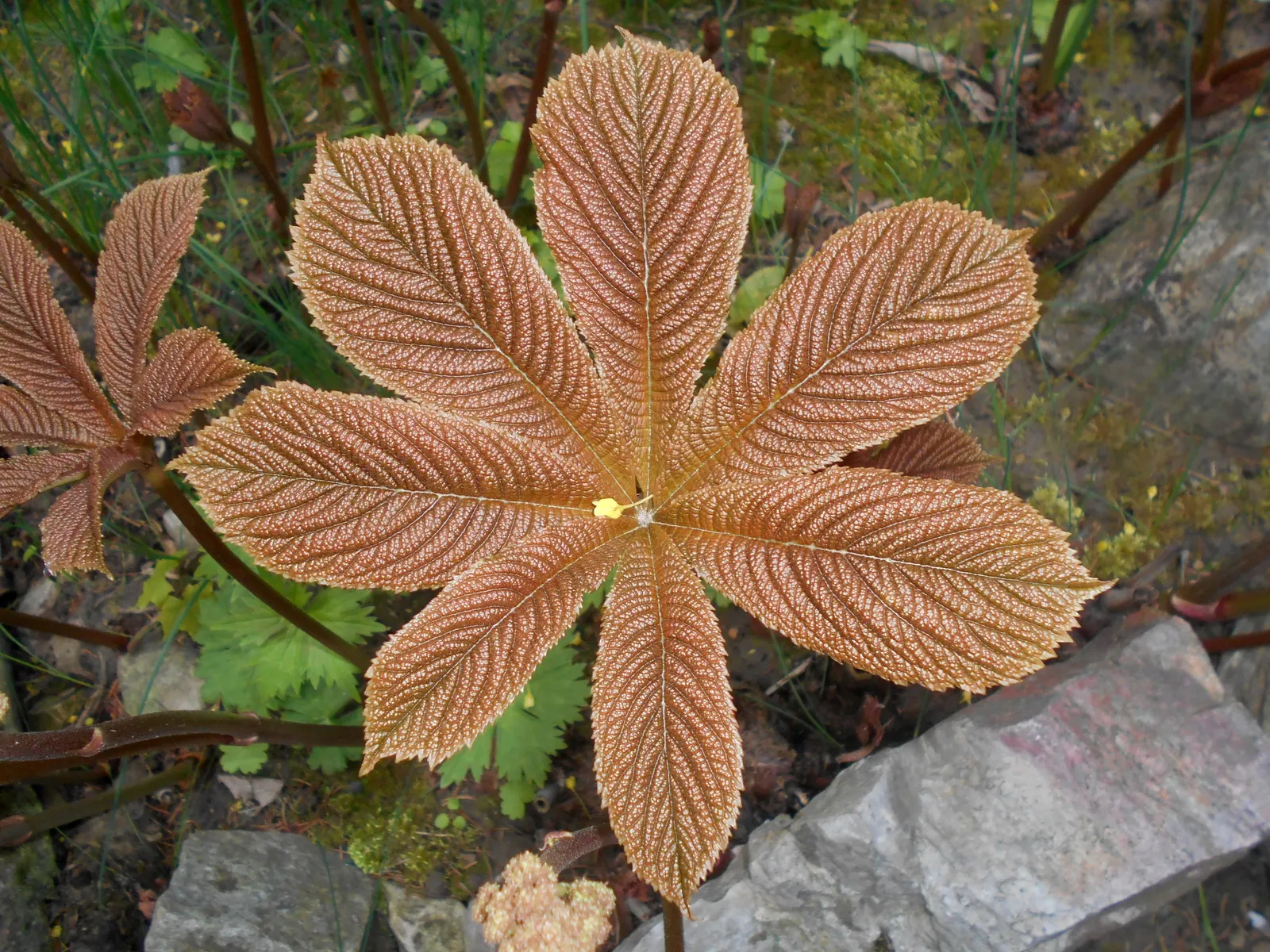 Fingerleaf Rodgersia (Rodgersia Aesculifolia) — Regular watering will help maintain the lush appearance of the foliage