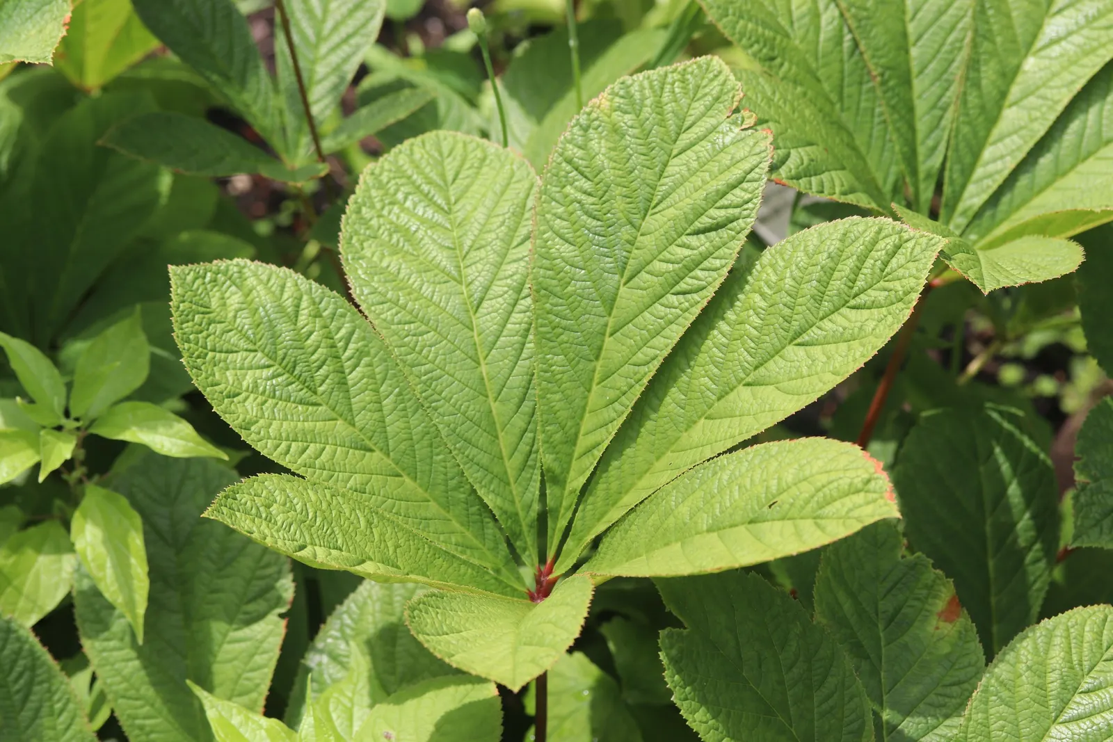 Fingerleaf Rodgersia (Rodgersia Aesculifolia) — With its origins in East Asia
