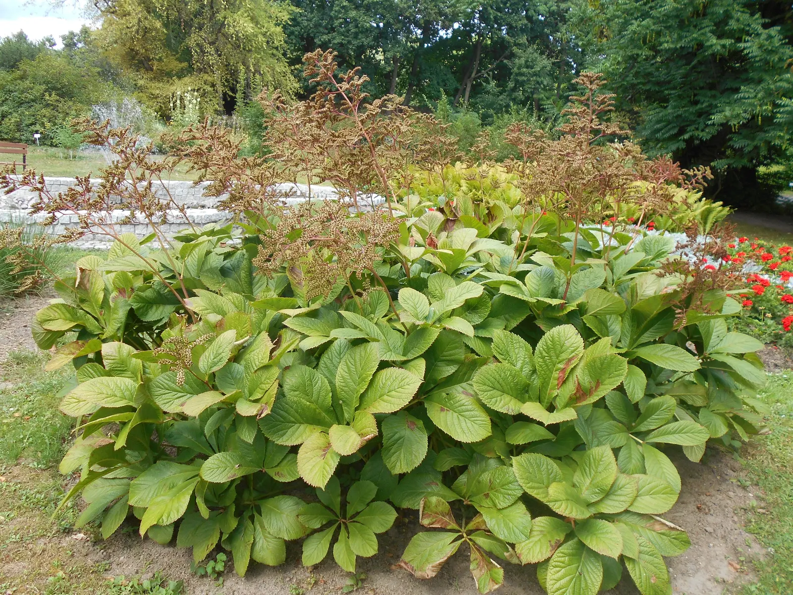 Fingerleaf Rodgersia (Rodgersia Aesculifolia) — Fingerleaf Rodgersia produces erect