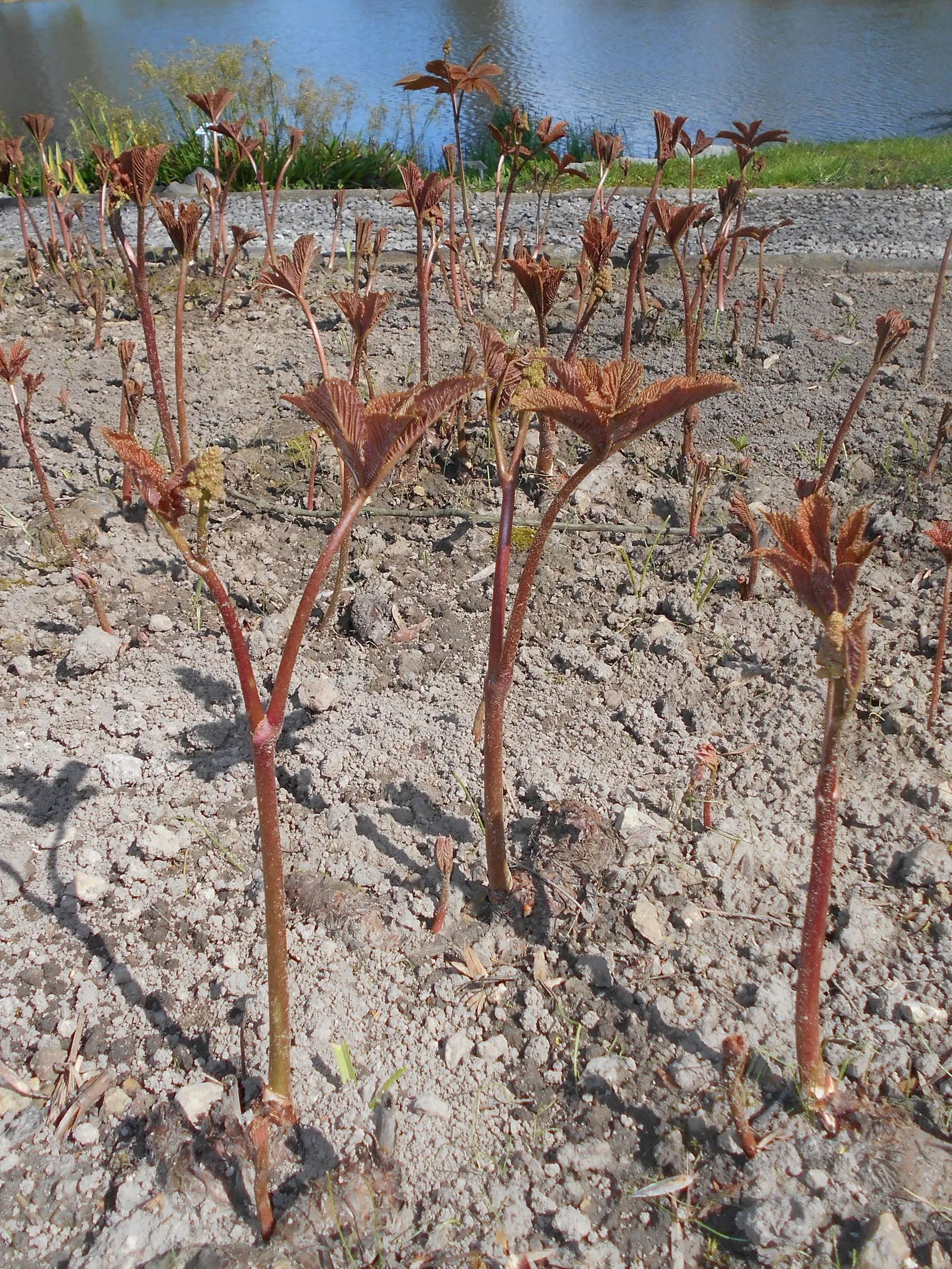 Fingerleaf Rodgersia (Rodgersia Aesculifolia) — reaching heights of up to 3 feet