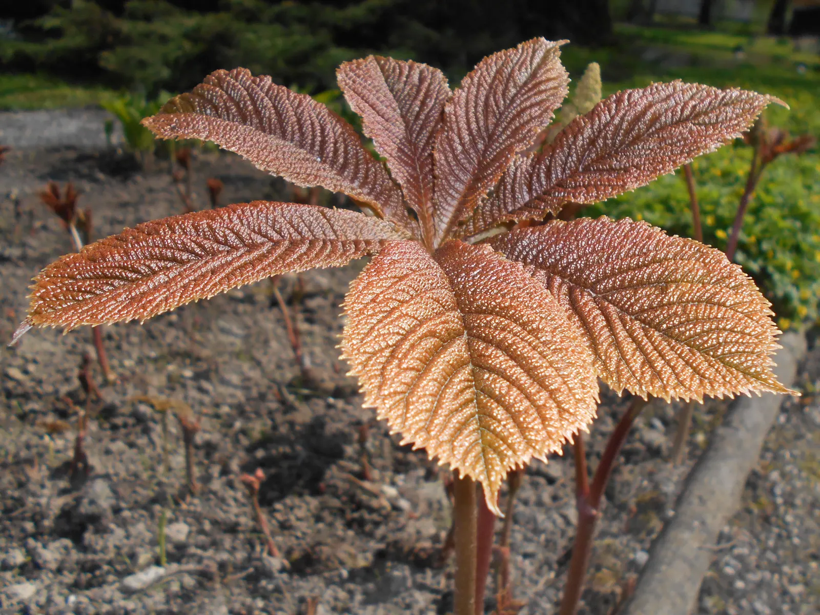 Fingerleaf Rodgersia (Rodgersia Aesculifolia) — perennial / shrub for full or half