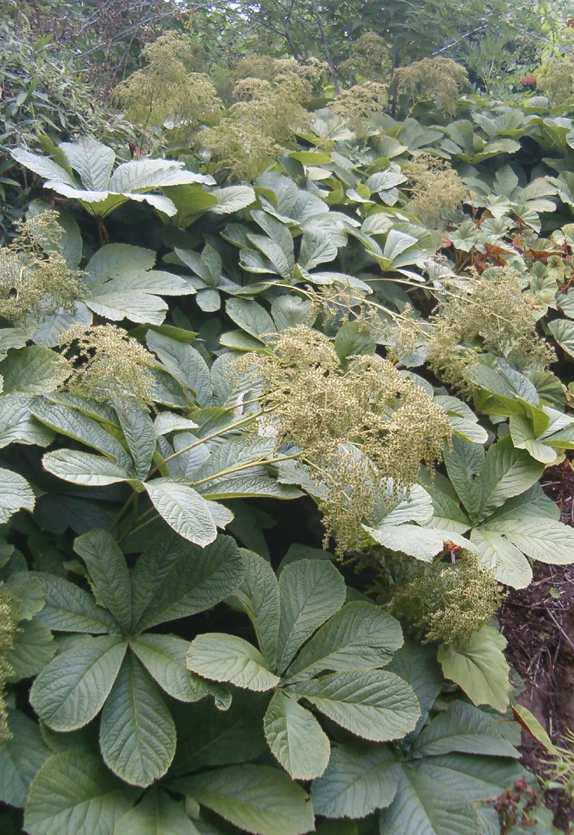 Fingerleaf Rodgersia (Rodgersia Aesculifolia) — especially in areas with warmer summers