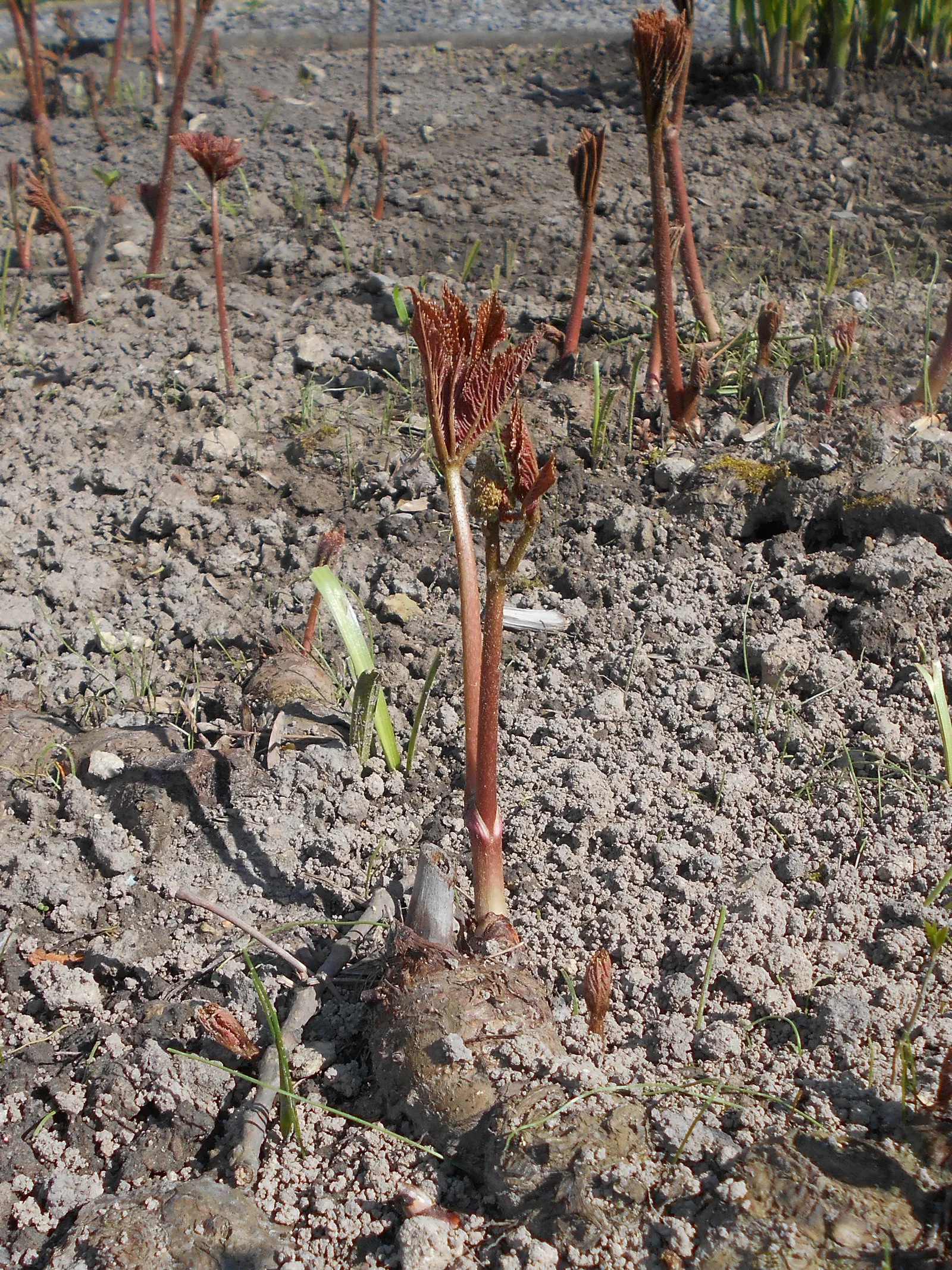 Fingerleaf Rodgersia (Rodgersia Aesculifolia) — palmately compound leaves that resemble those of the horse chestnut tree (Aesculus hippocastanum)