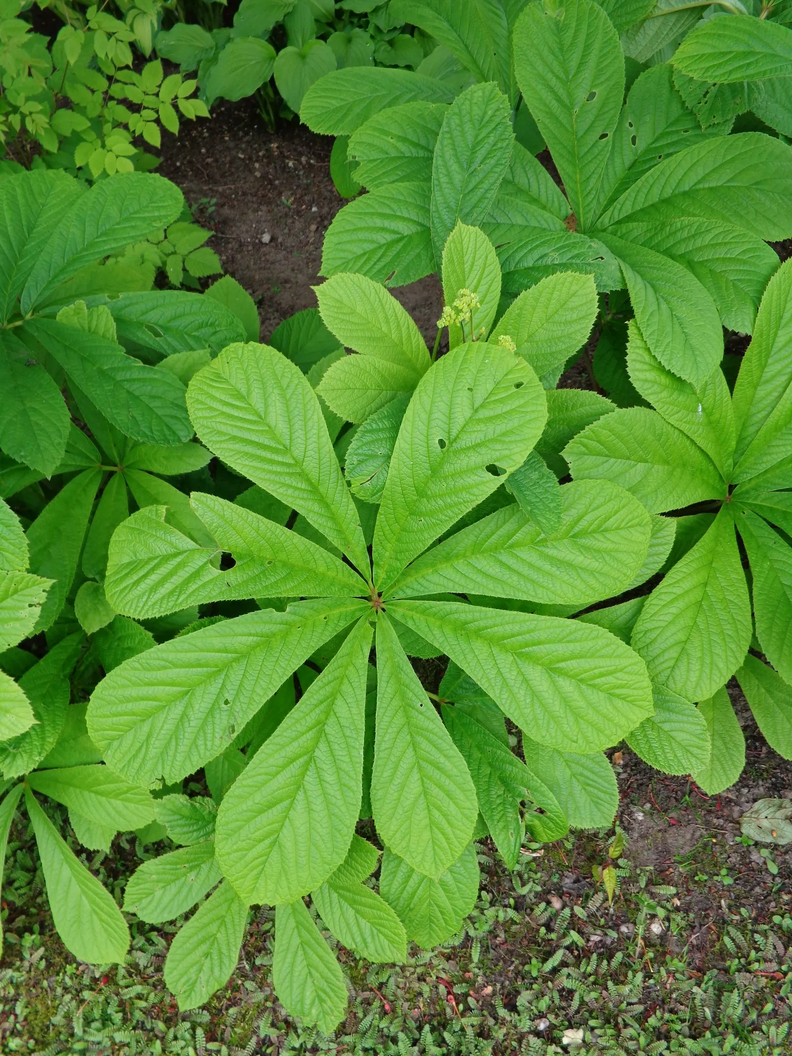 Fingerleaf Rodgersia (Rodgersia Aesculifolia) — about 24 to 30 inches apart