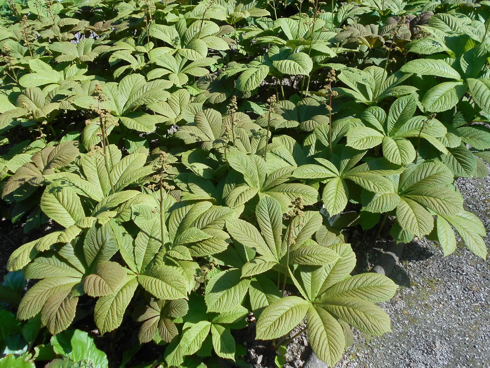 Fingerleaf Rodgersia (Rodgersia Aesculifolia) — providing a dynamic color shift in the garden.<br><br>In early summer