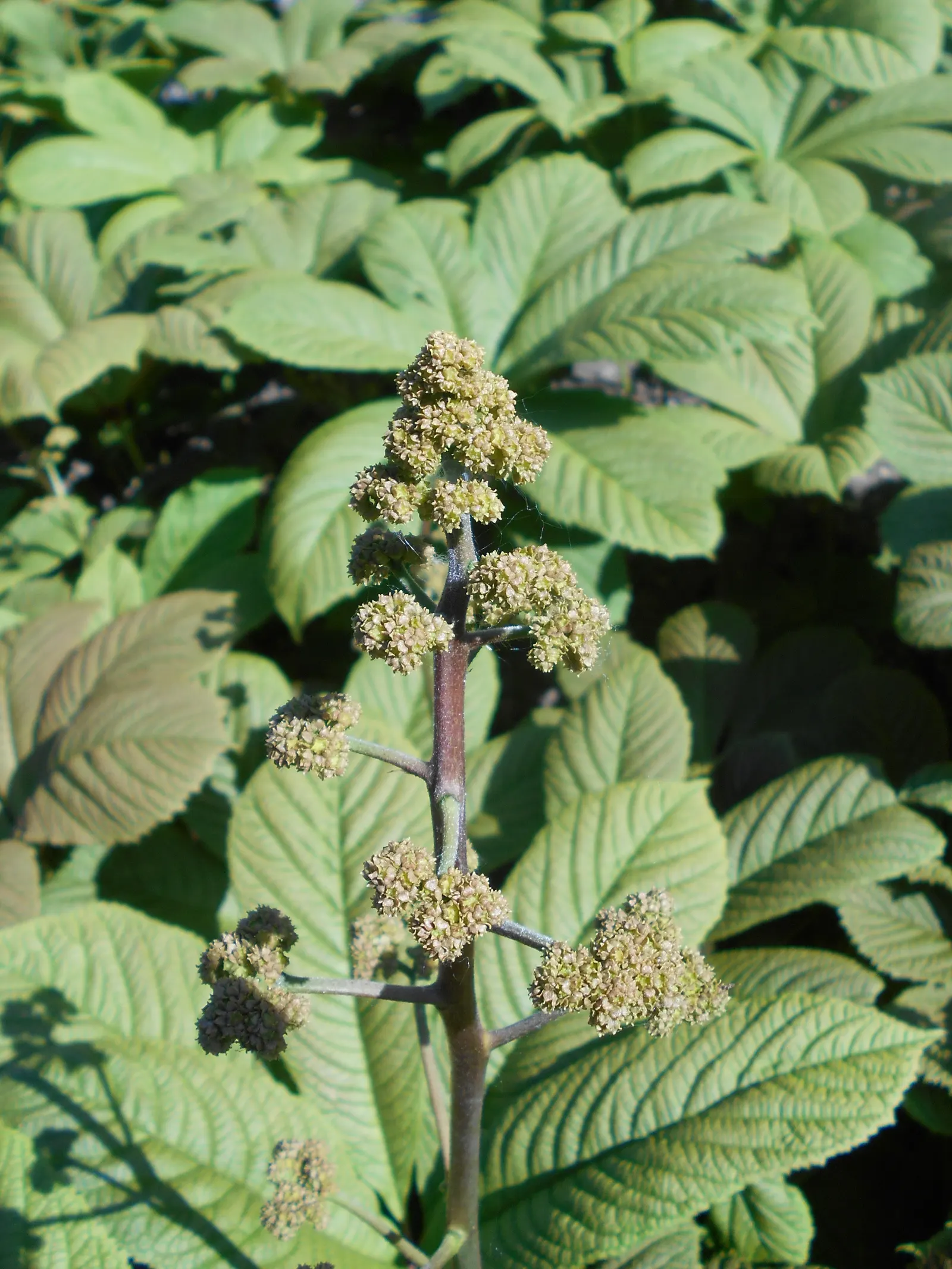 Fingerleaf Rodgersia (Rodgersia Aesculifolia) — perennial / shrub with white blooms
