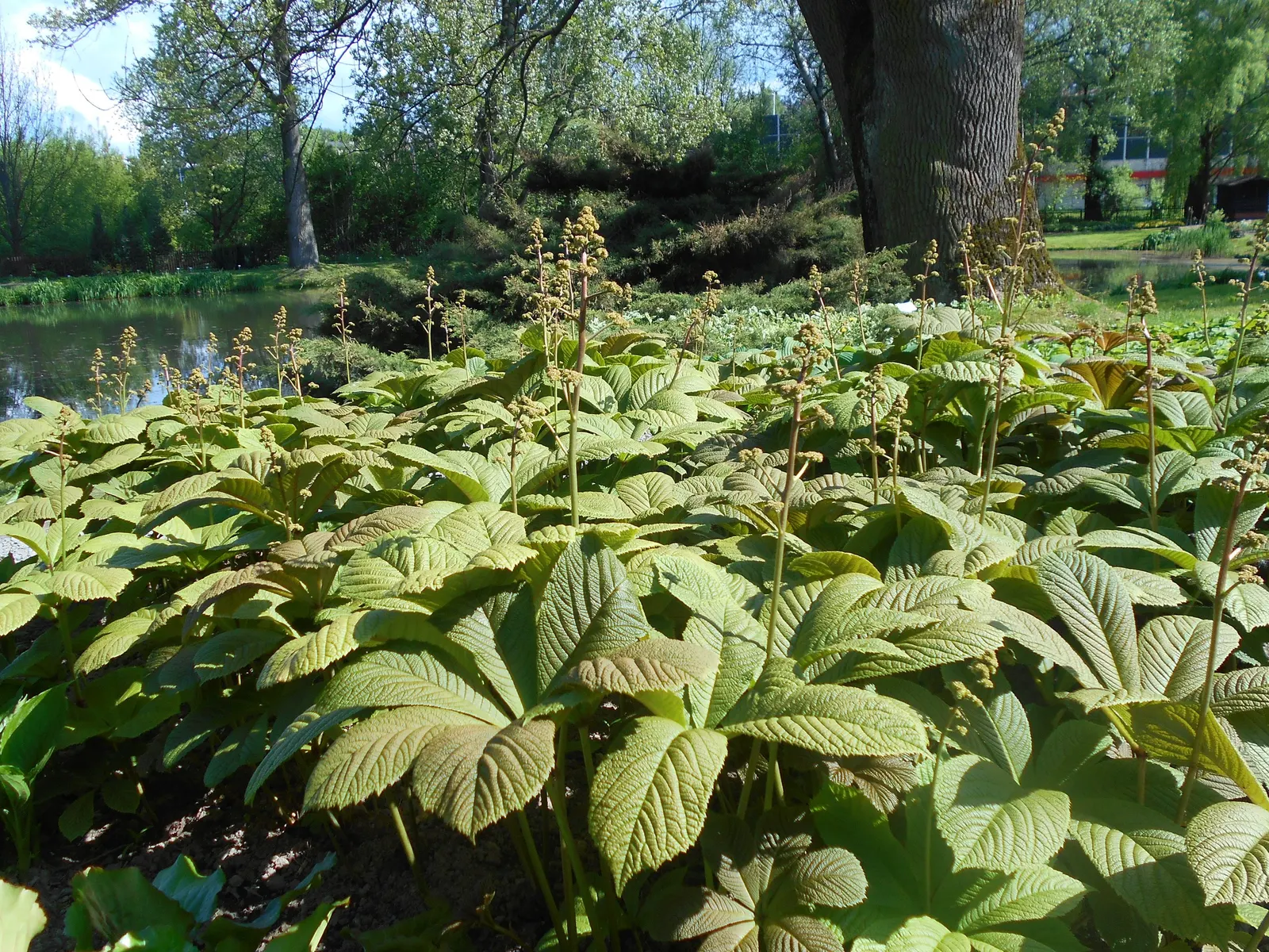 Fingerleaf Rodgersia (Rodgersia Aesculifolia) — commonly known as Fingerleaf Rodgersia