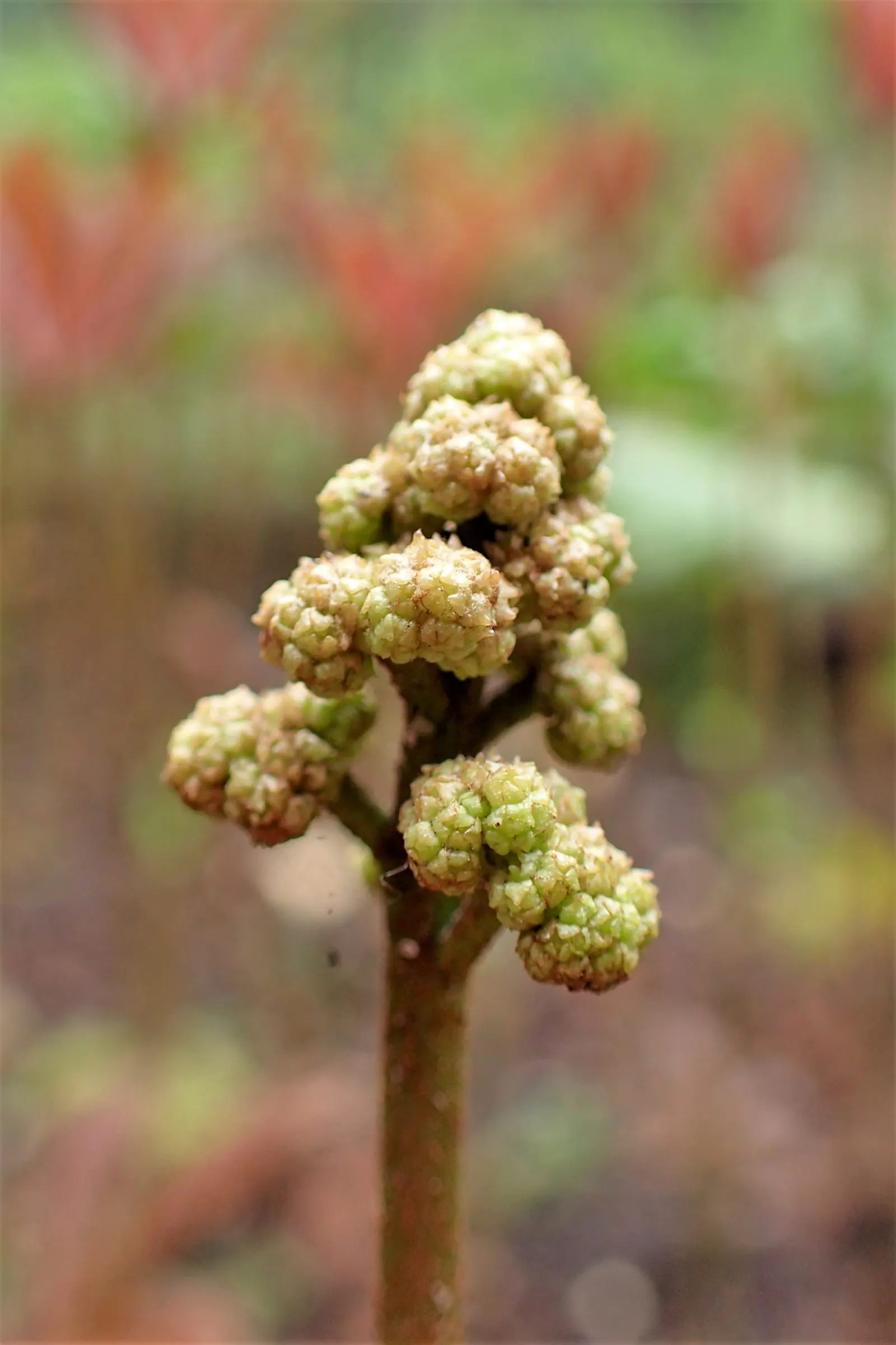 Fingerleaf Rodgersia (Rodgersia Aesculifolia) — where it can be both a focal point and a harmonious complement to ferns and other shade-loving species