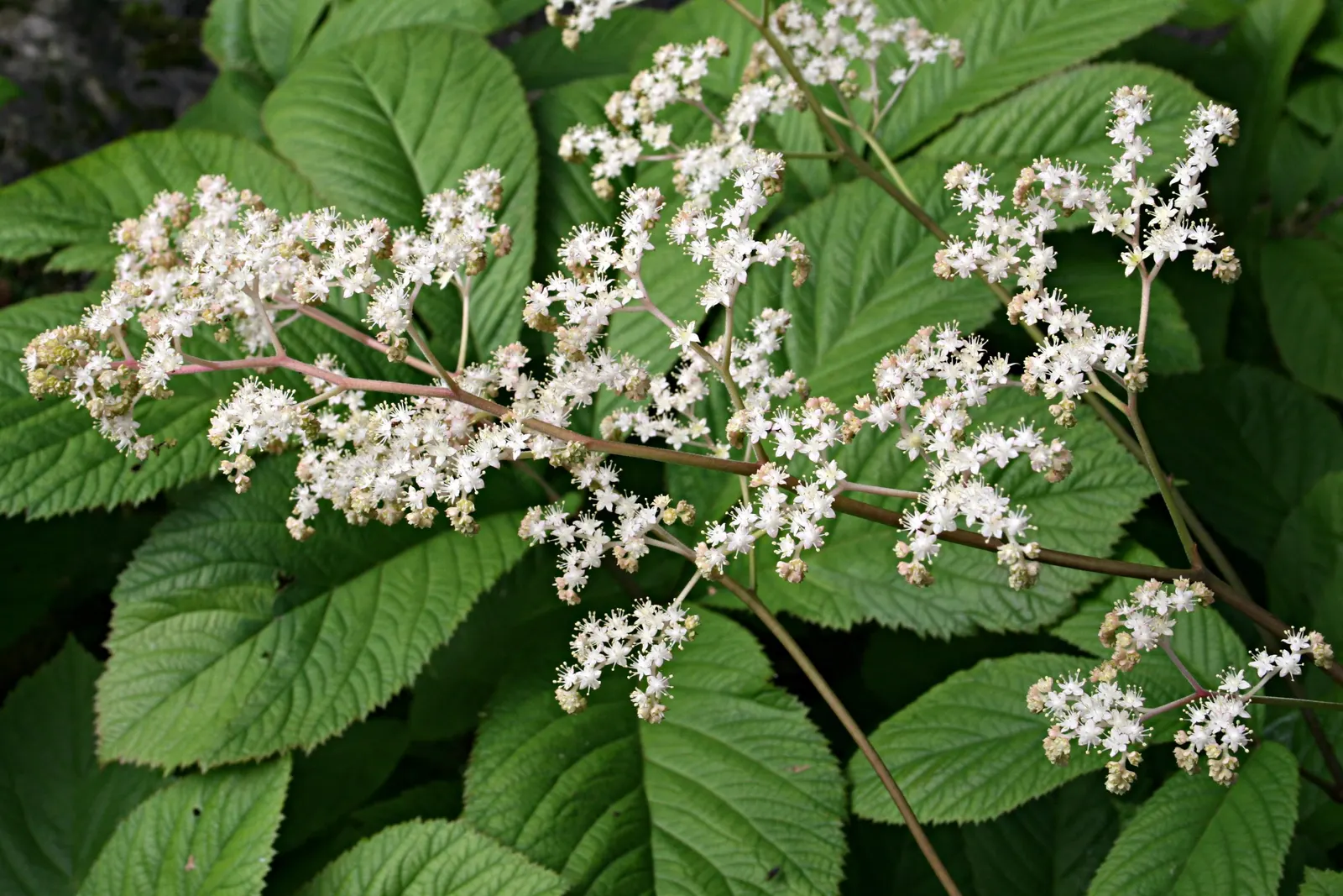 Fingerleaf Rodgersia (Rodgersia Aesculifolia) — Thriving in USDA zones 5-7, it reaches 3-6 feet in height and spreads 2-4 feet