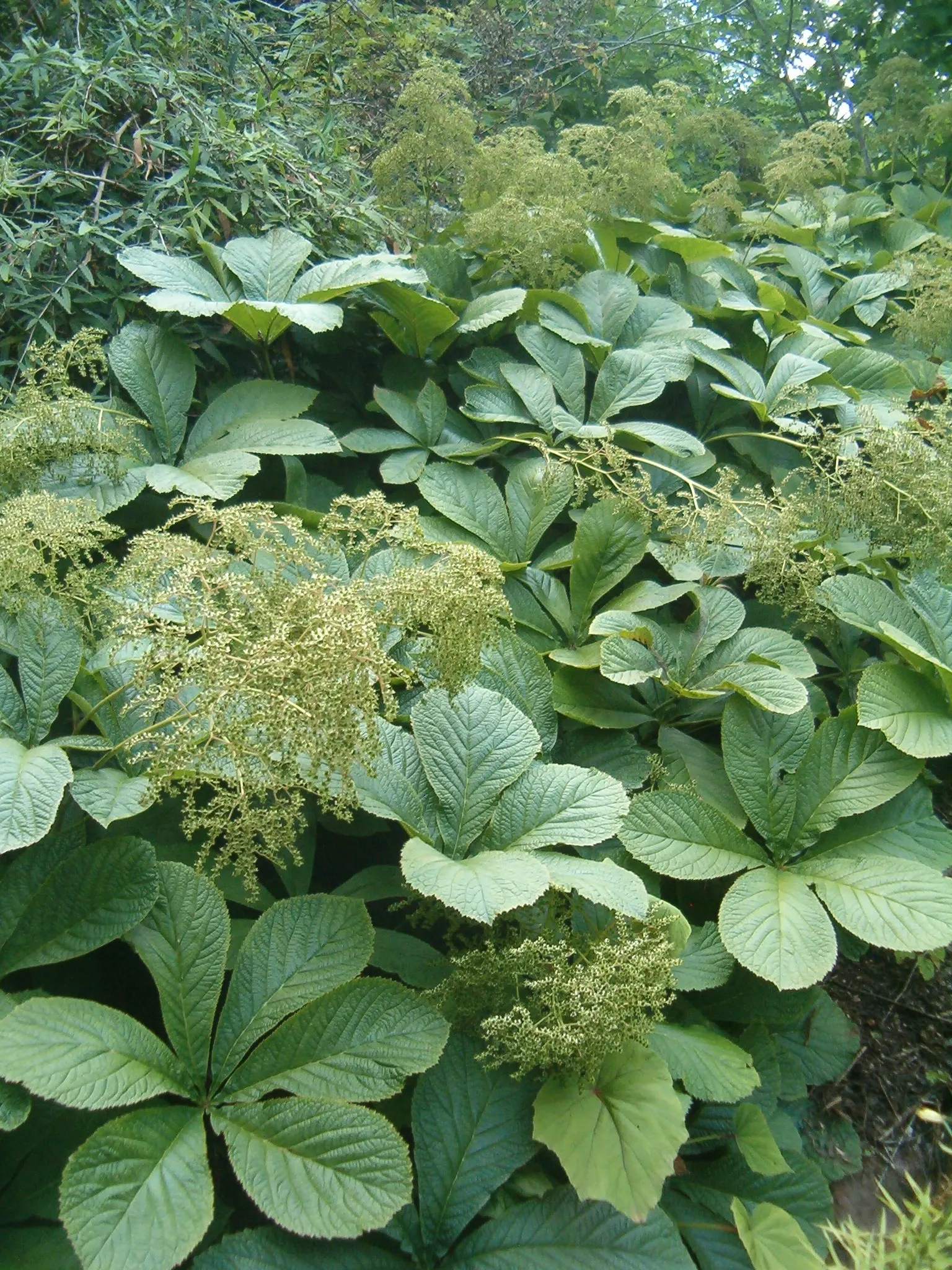 Fingerleaf Rodgersia (Rodgersia Aesculifolia) — Spacing should be considered in landscape design