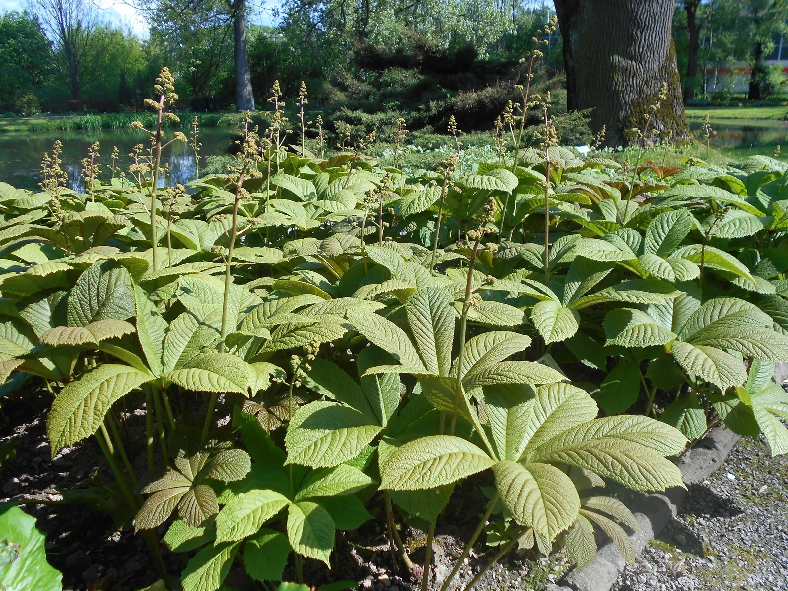 Fingerleaf Rodgersia (Rodgersia Aesculifolia) — white flowers in the garden