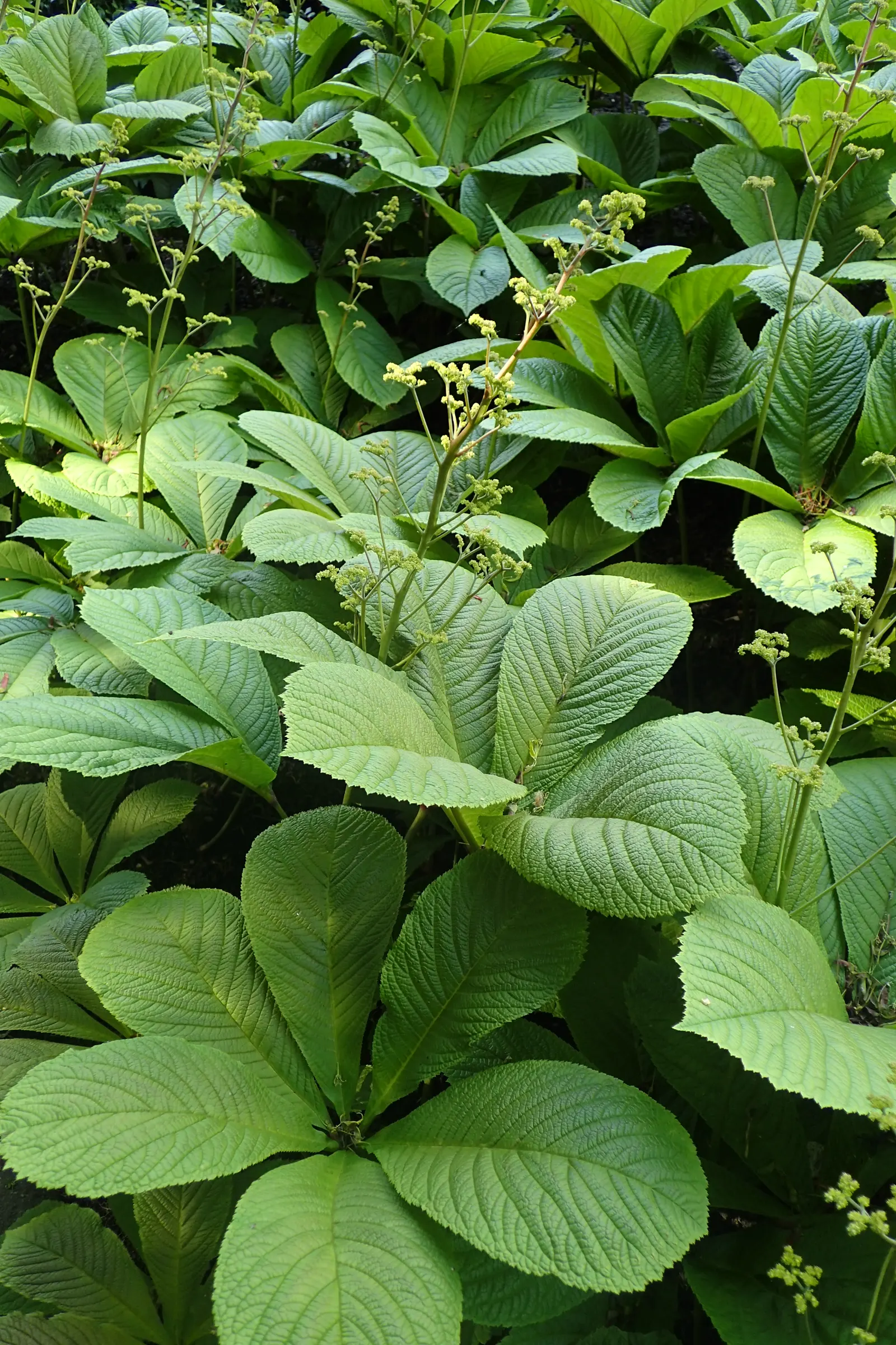 Fingerleaf Rodgersia (Rodgersia Aesculifolia) — yet captivating display.<br><br>For optimal growth