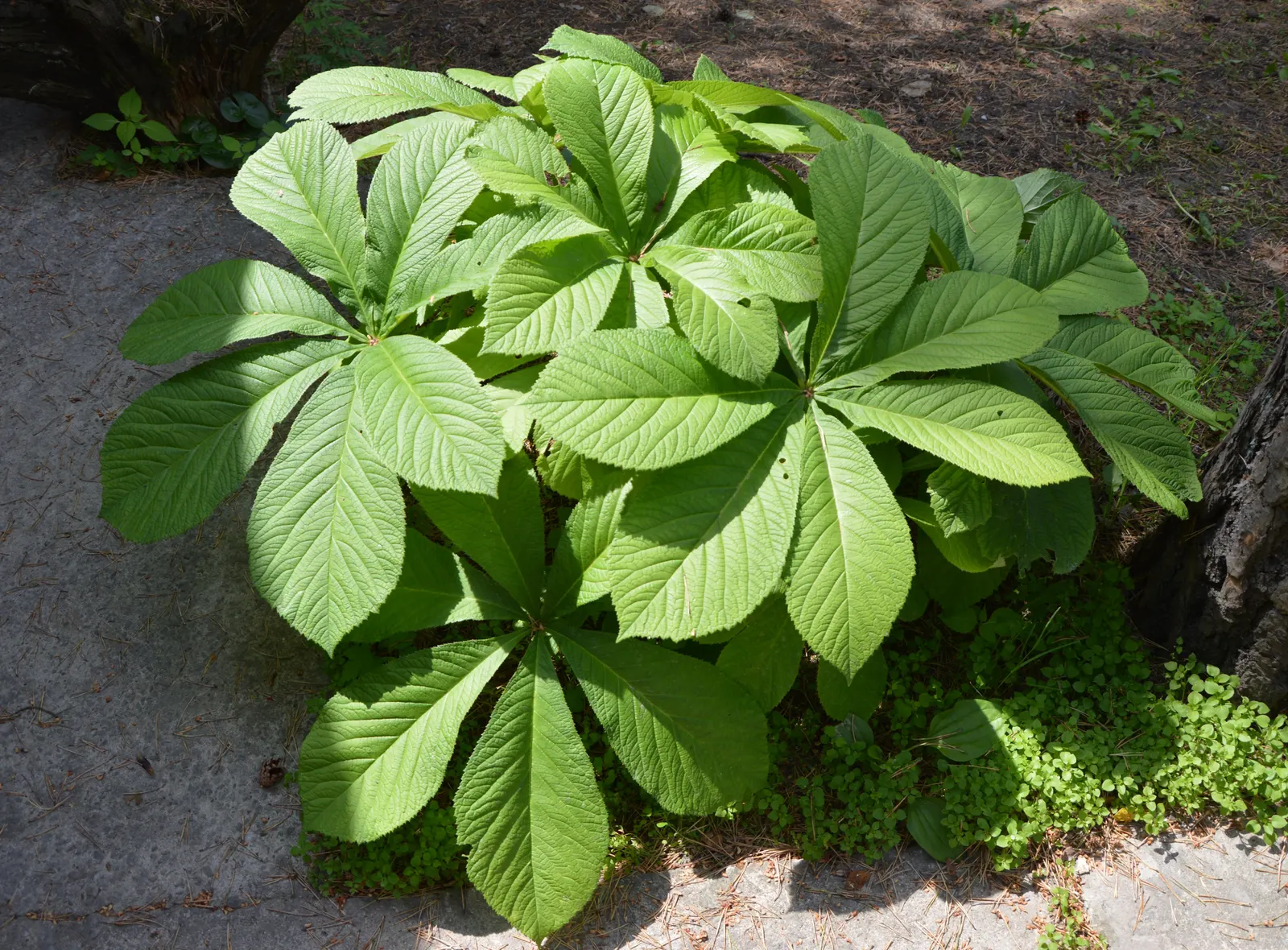Fingerleaf Rodgersia (Rodgersia Aesculifolia) — Preferring partial shade and moist soil, it's perfect for woodland gardens and waterside plantings