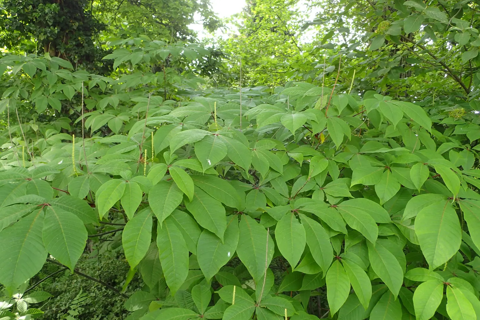 Fingerleaf Rodgersia (Rodgersia Aesculifolia) — Each leaf can span an impressive 12 to 18 inches across