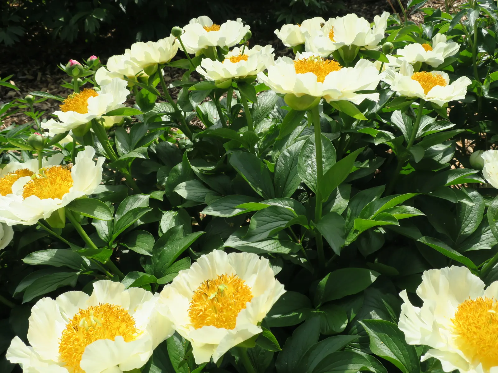 Snowball Rhododendron (Rhododendron 'Boule De Neige') — The Chionoides Rhododendron