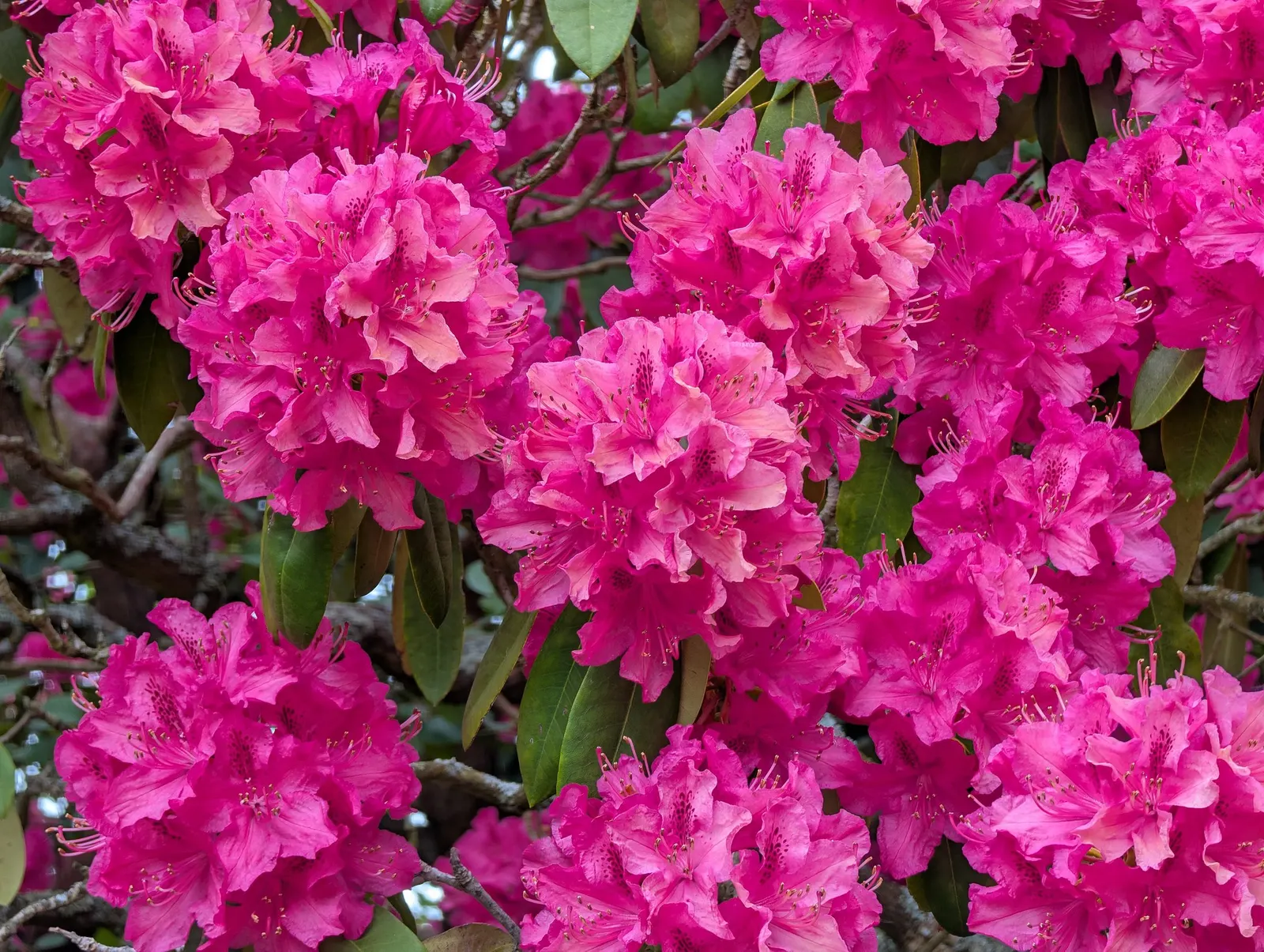 Snowball Rhododendron (Rhododendron 'Boule De Neige') — snowy white blossoms with yellow specks