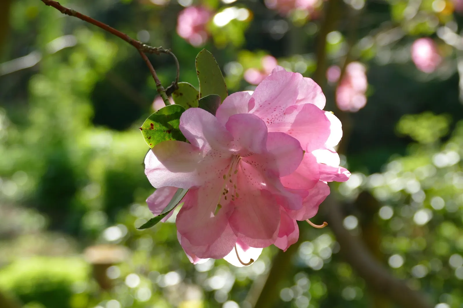 Snowball Rhododendron (Rhododendron 'Boule De Neige') — a location with dappled shade is ideal