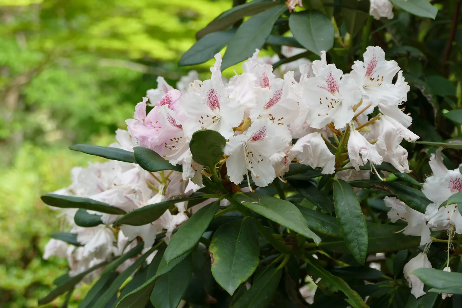 Snowball Rhododendron (Rhododendron 'Boule De Neige') — providing a contrast to its deep green