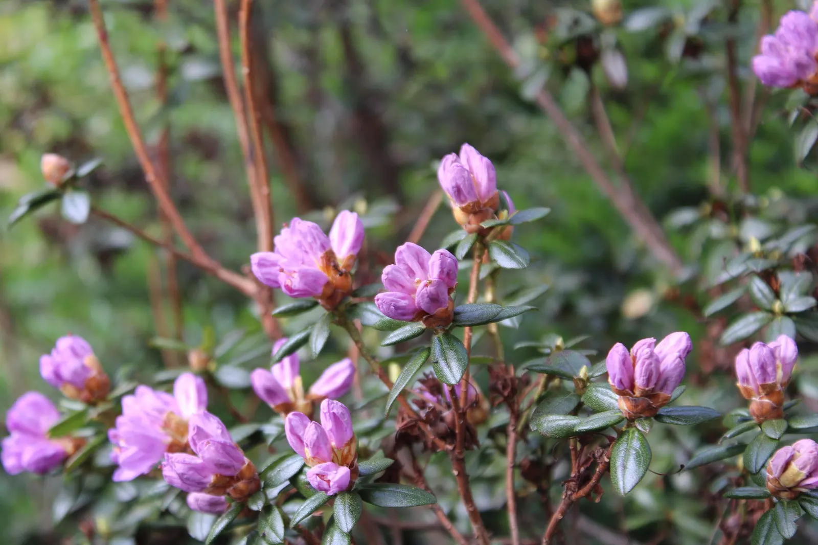 Snowball Rhododendron (Rhododendron 'Boule De Neige') — making it a versatile choice in landscape design