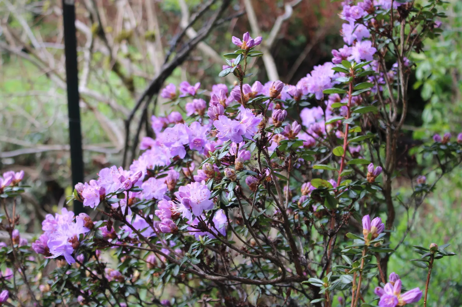 Snowball Rhododendron (Rhododendron 'Boule De Neige') — This variety typically reaches 4 to 6 feet in height and spans 4 to 6 feet in width