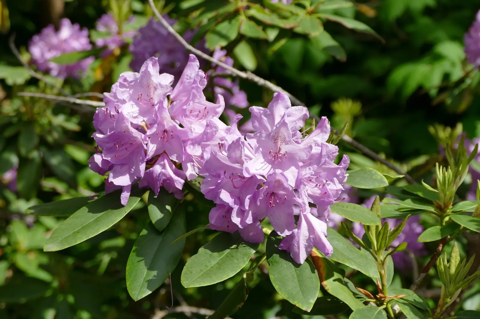 Snowball Rhododendron (Rhododendron 'Boule De Neige') — leathery leaves that remain year-round