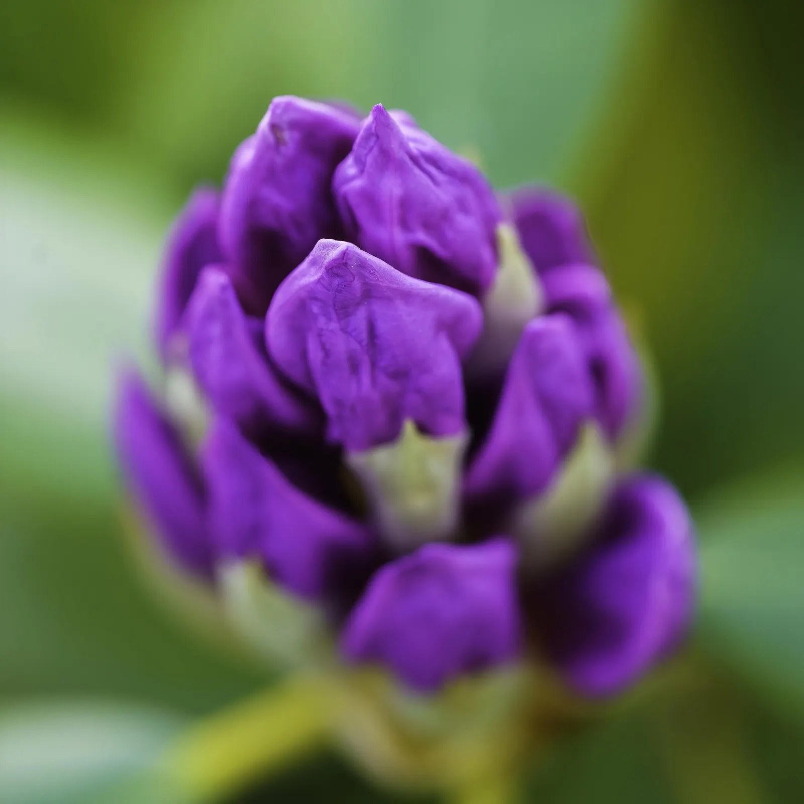 Snowball Rhododendron (Rhododendron 'Boule De Neige') — blooming in mid to late spring