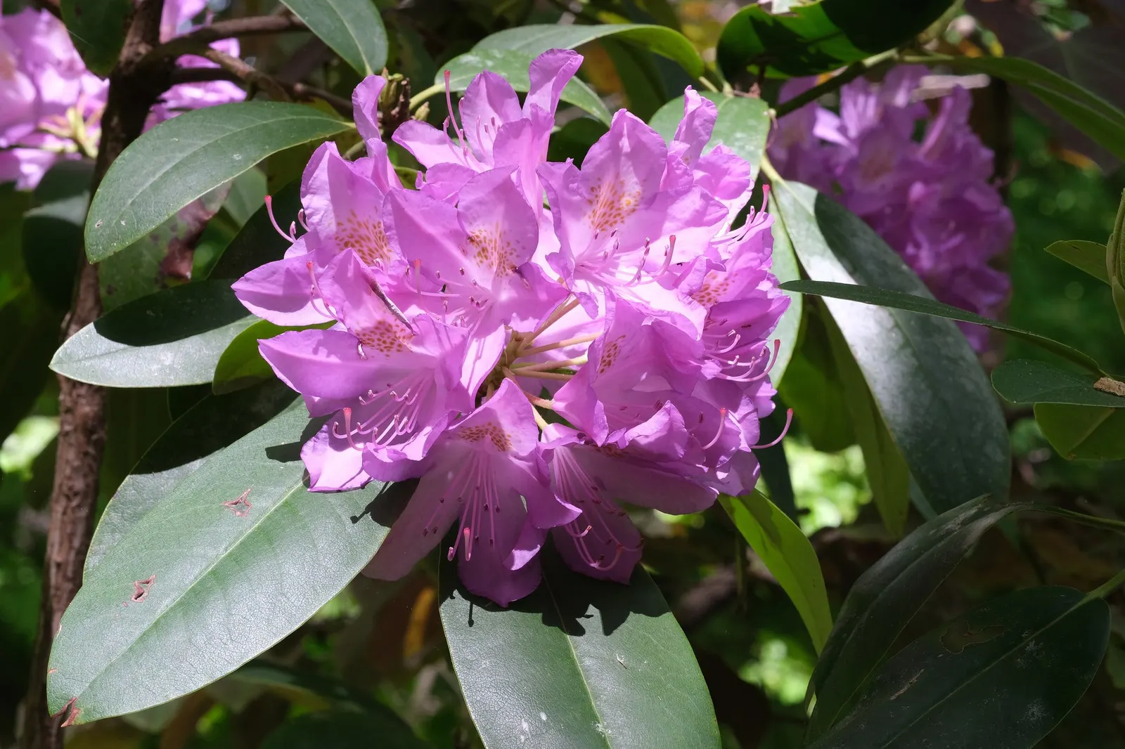 Snowball Rhododendron (Rhododendron 'Boule De Neige') — It reaches an average height and spread of 4 to 6 feet, preferring partial shade and acidic