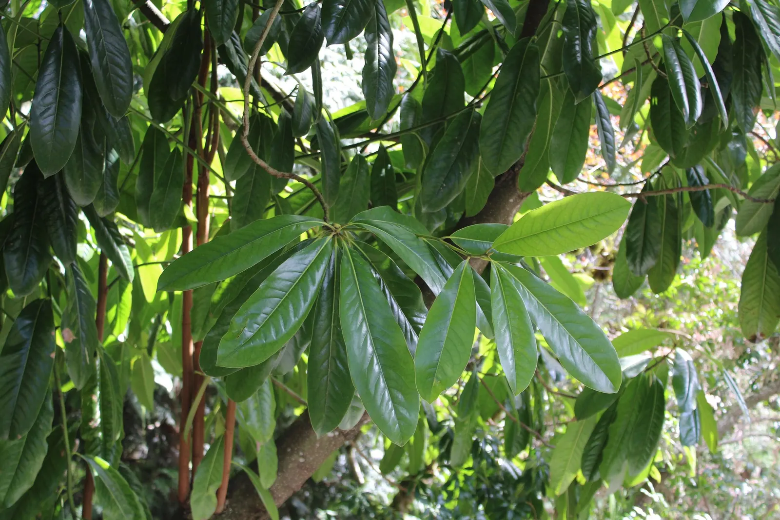 Snowball Rhododendron (Rhododendron 'Boule De Neige') — Its dark green foliage offers year-round interest