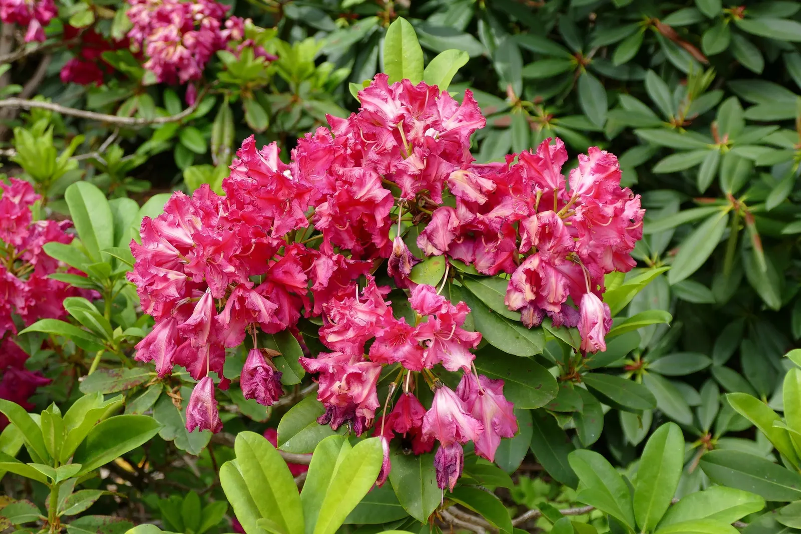 Snowball Rhododendron (Rhododendron 'Boule De Neige') — Flowering typically occurs in late spring