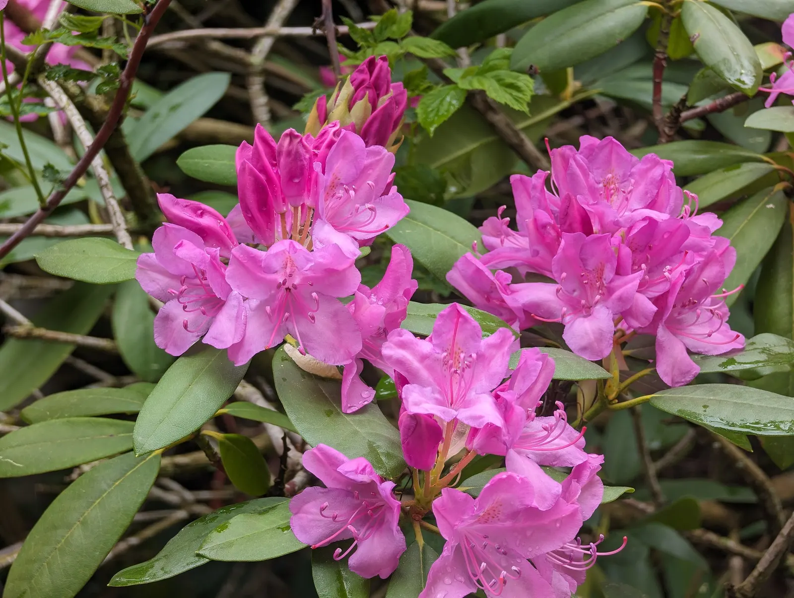 Snowball Rhododendron (Rhododendron 'Boule De Neige') — scientific name Rhododendron 'Boule de Neige'