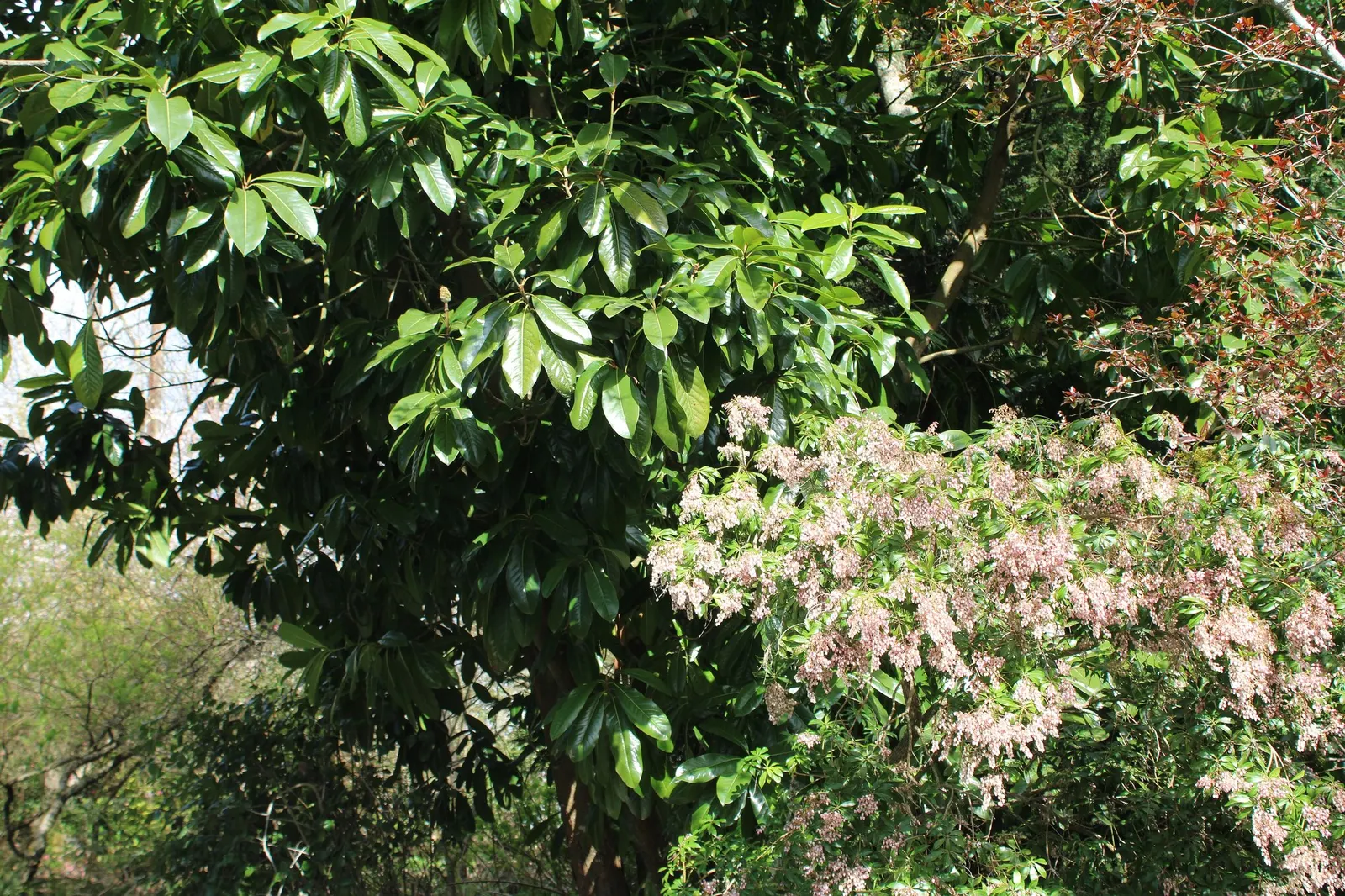 Snowball Rhododendron (Rhododendron 'Boule De Neige') — making it an excellent choice for mass planting or as a specimen in a mixed border