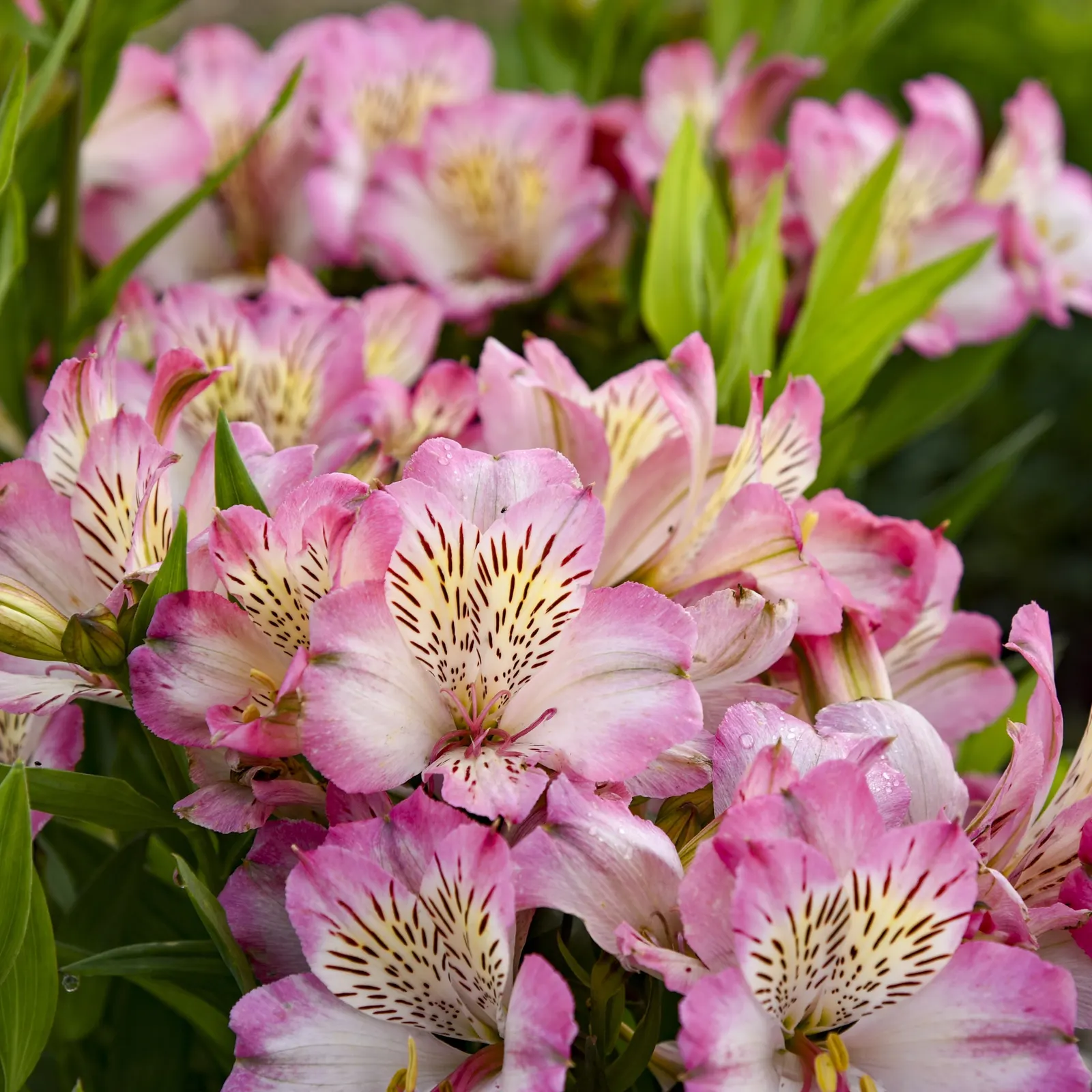 Summer Break Peruvian Lily (Alstroemeria hybrid) — The Alstroemeria hybrid 'Summer Break' is an upright perennial with green foliage and pink-and-white