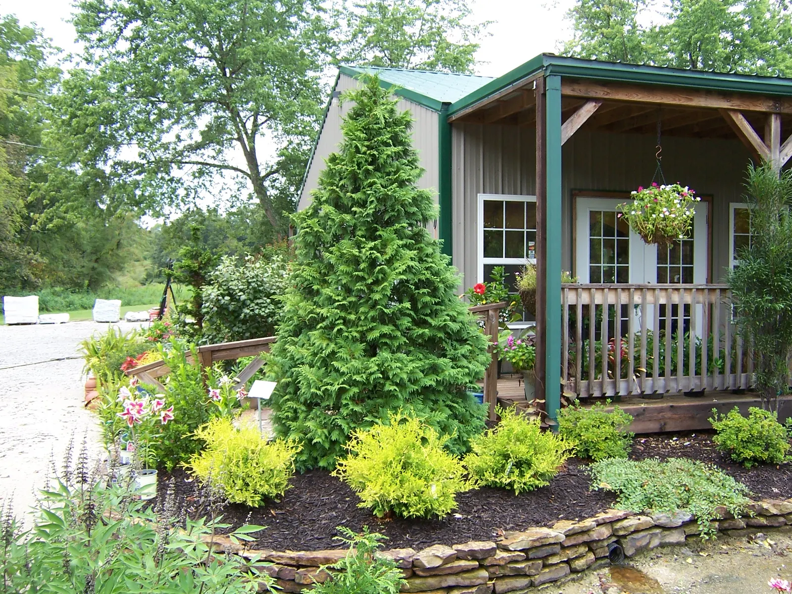 Soft Serve® False Cypress (Chamaecyparis pisifera) — A compact, conical falsecypress with graceful, soft fern-like branches