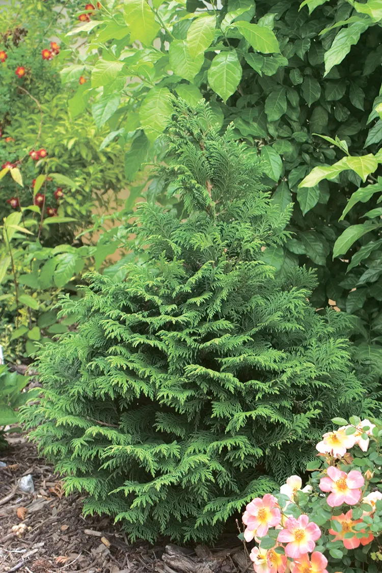 Soft Serve® False Cypress (Chamaecyparis pisifera) — plant details, information and resources