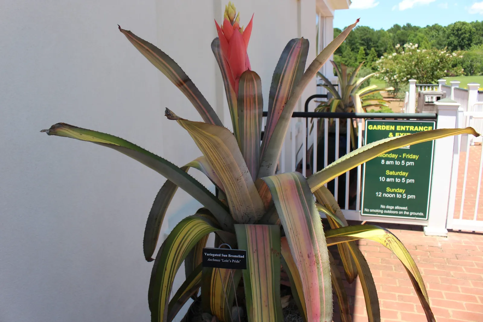 Aechmea Sun (Aechmea Blancheteana 'Sun') — Aechmea blanchetiana 'Sun'